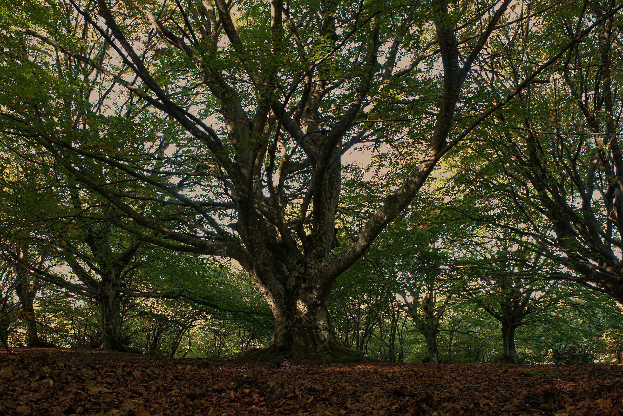 Beech Fairy of Canfaito