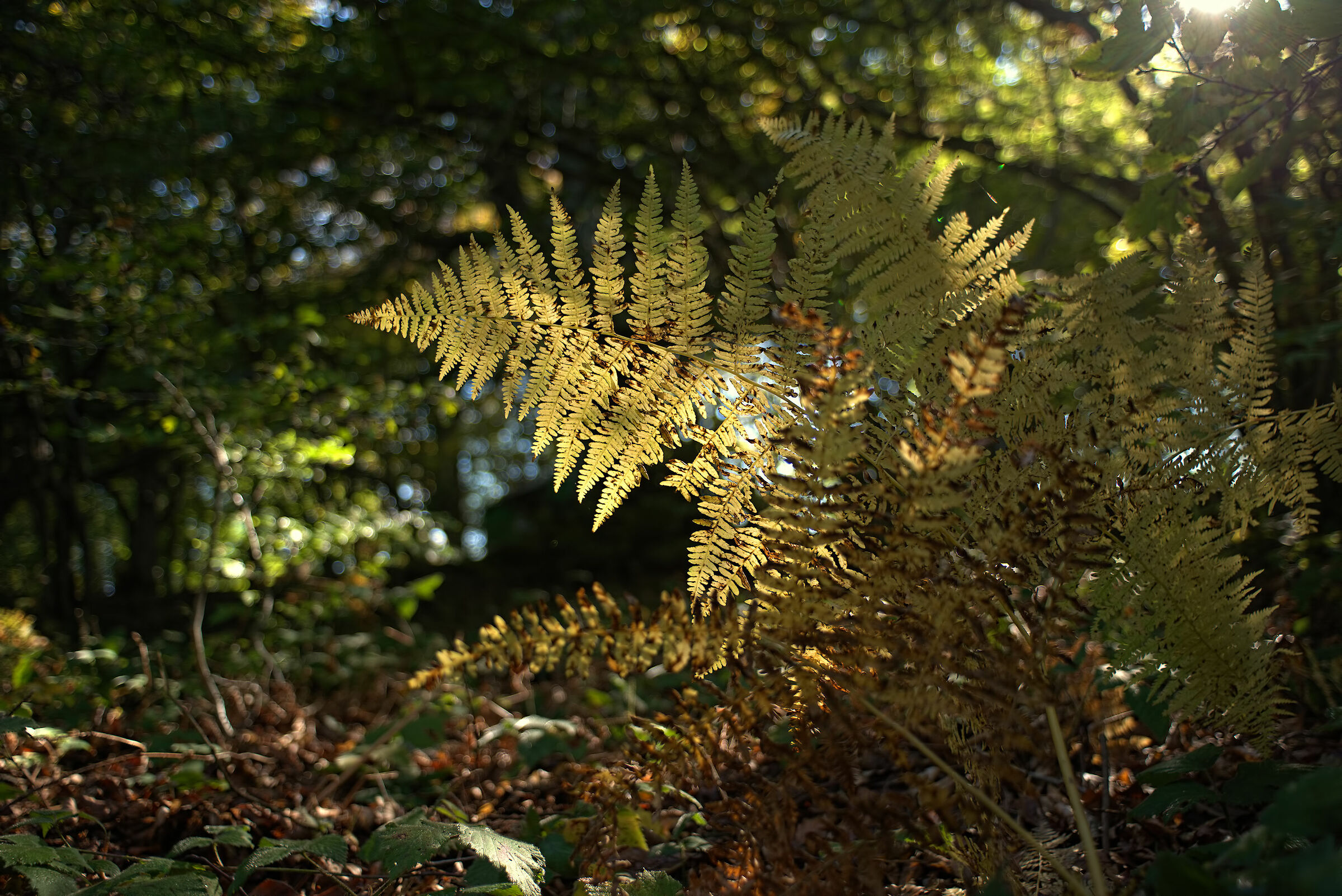 Beech Fairy of Canfaito