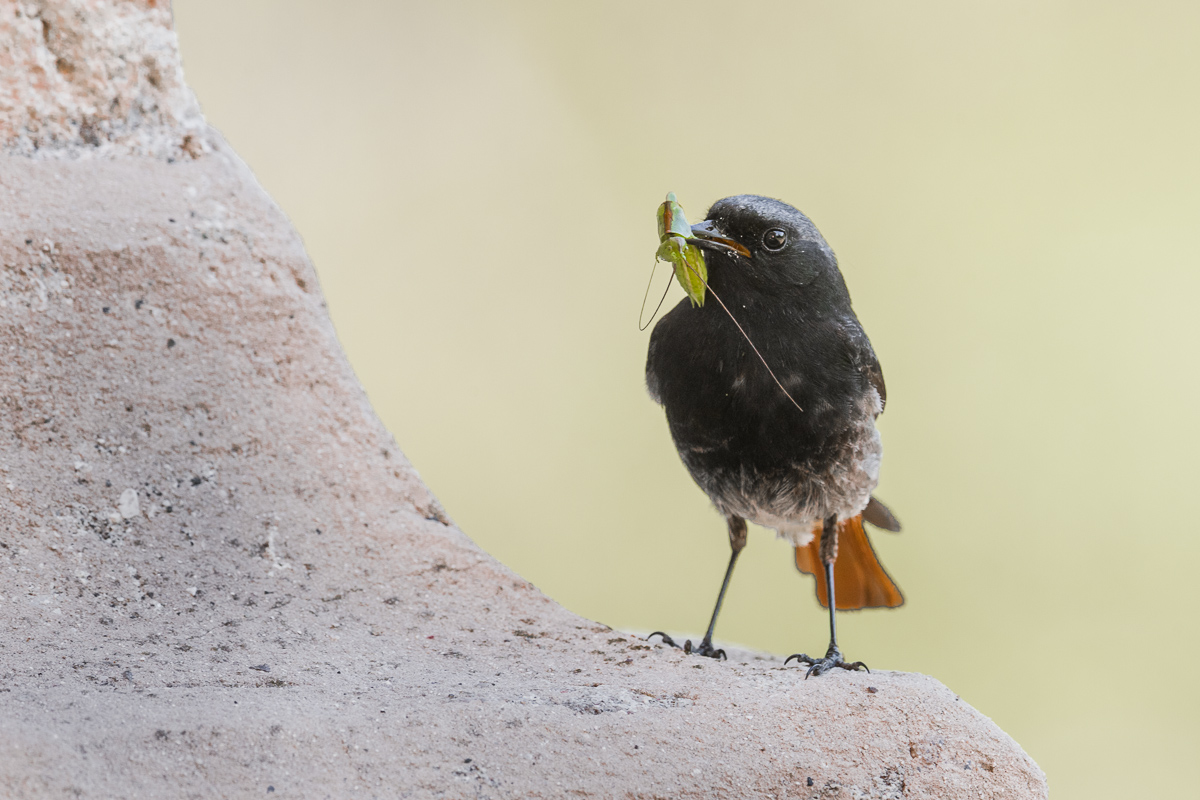 Codirosso spazzacamino maschio ...