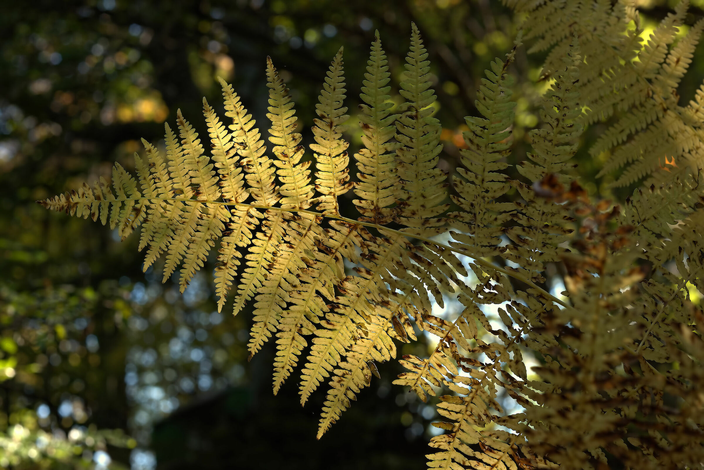 Beech Fairy of Canfaito