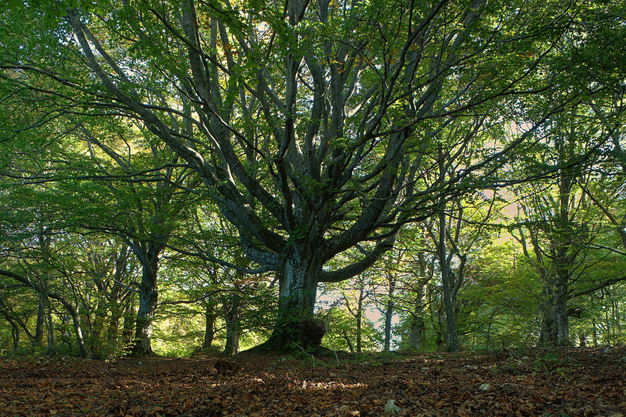 Beech Fairy of Canfaito