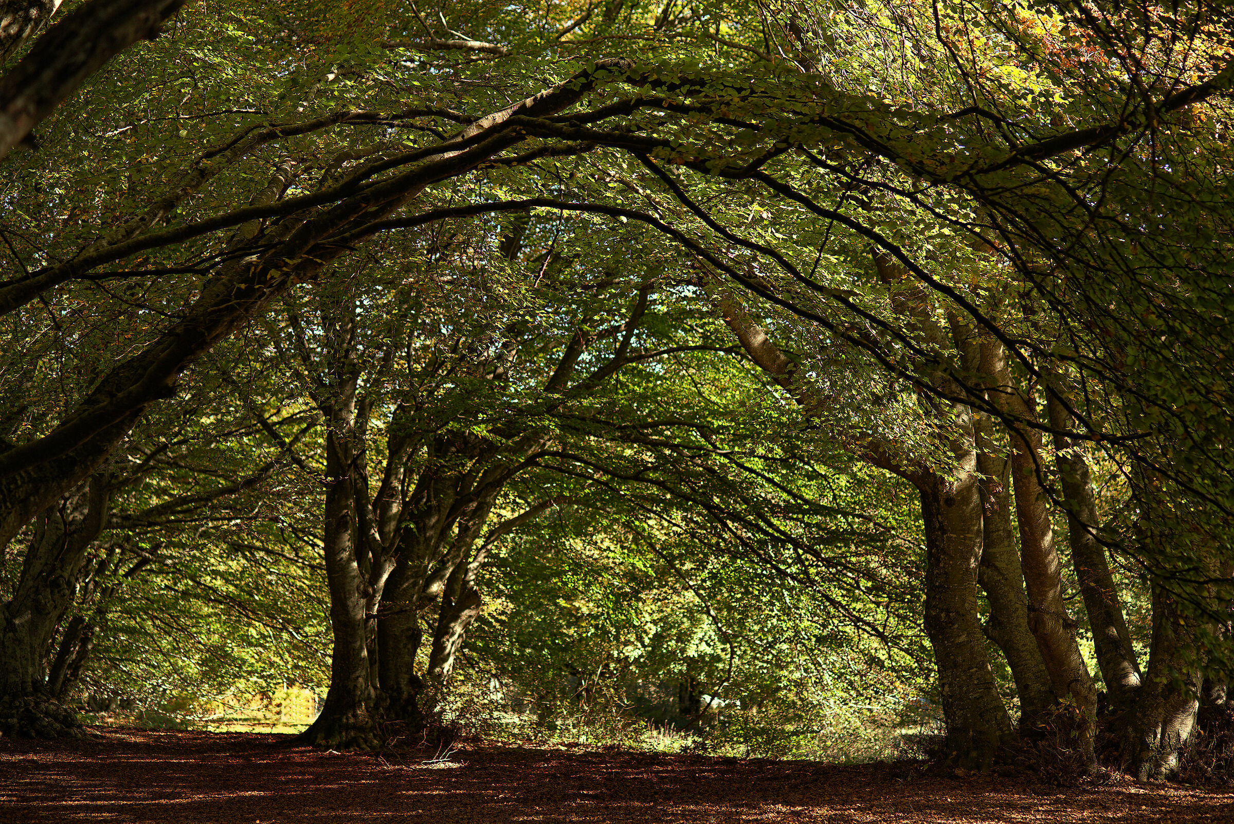 Beech Fairy of Canfaito