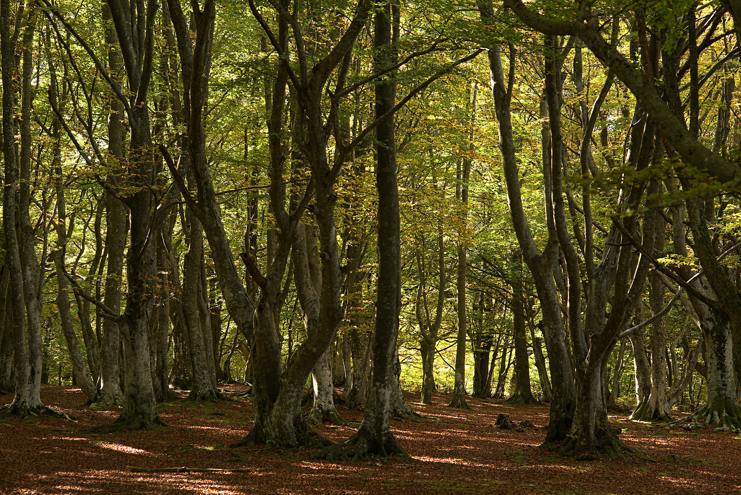 Beech Fairy of Canfaito