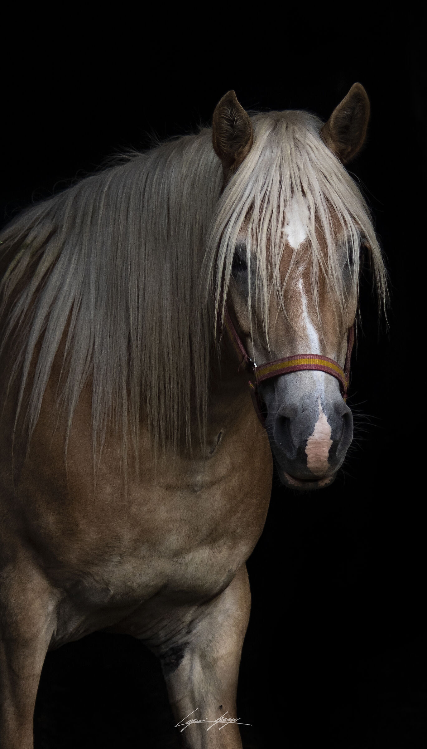 Haflinger
