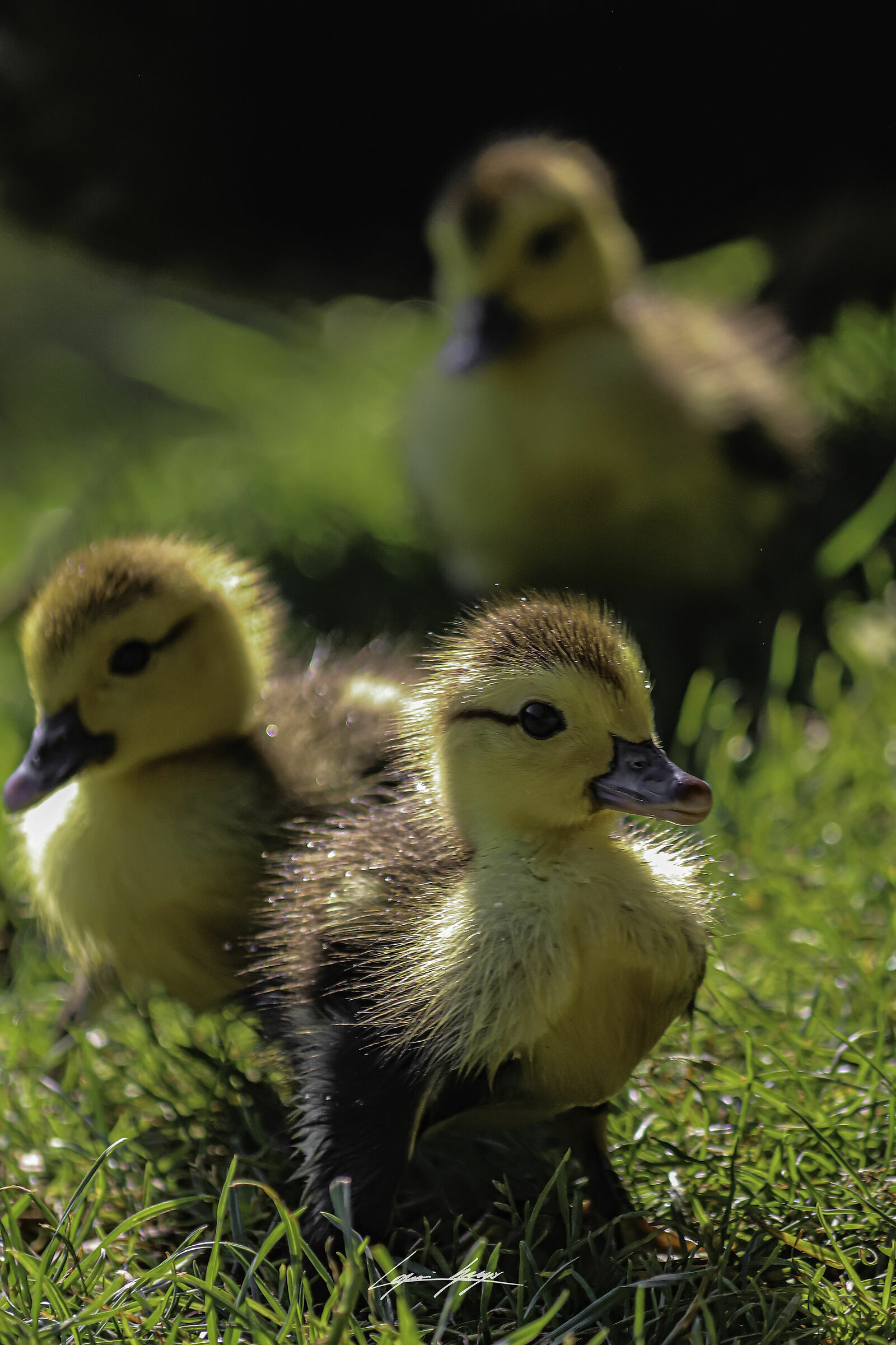 Ducklings