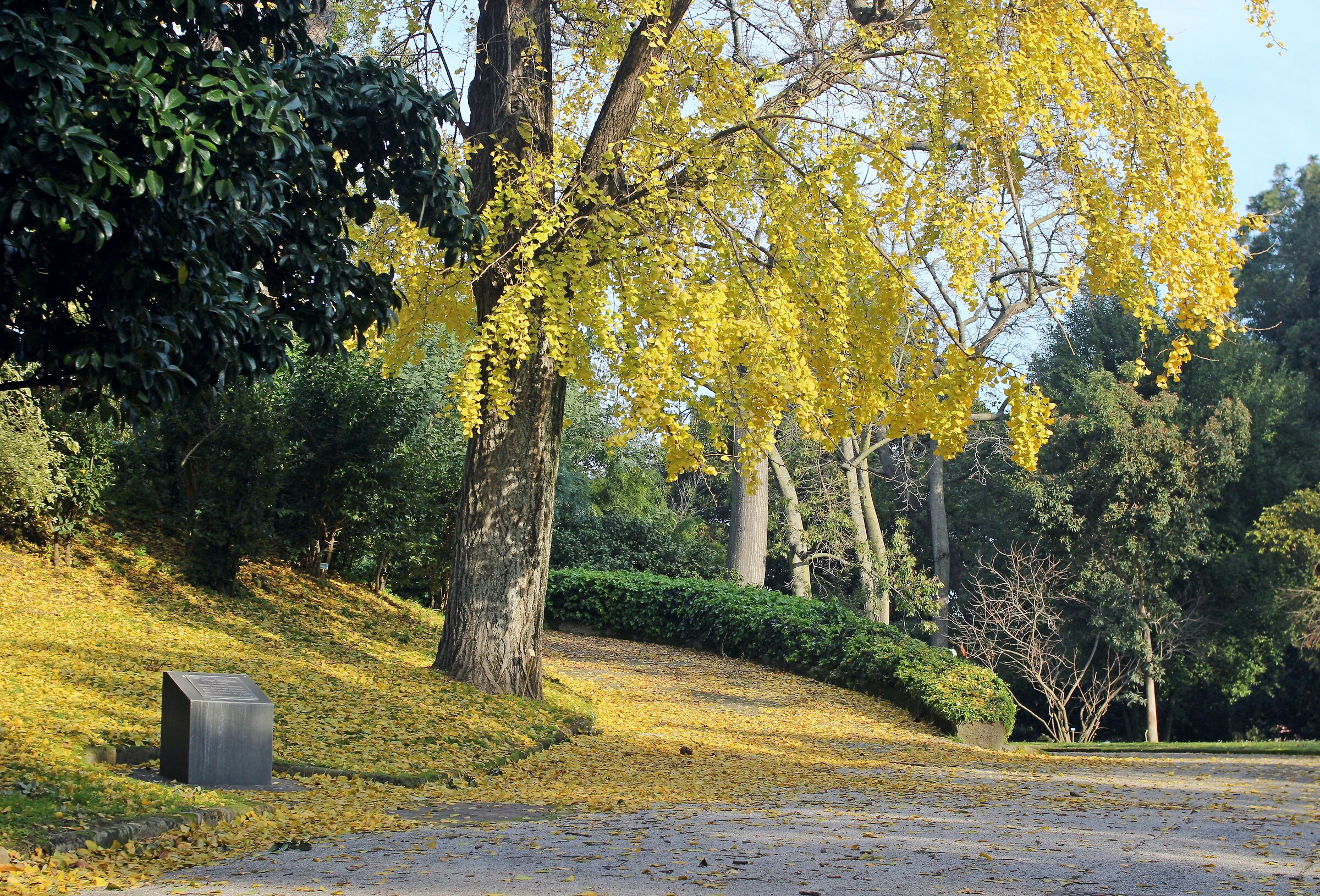 Orto Botanico - Ginkgo biloba
