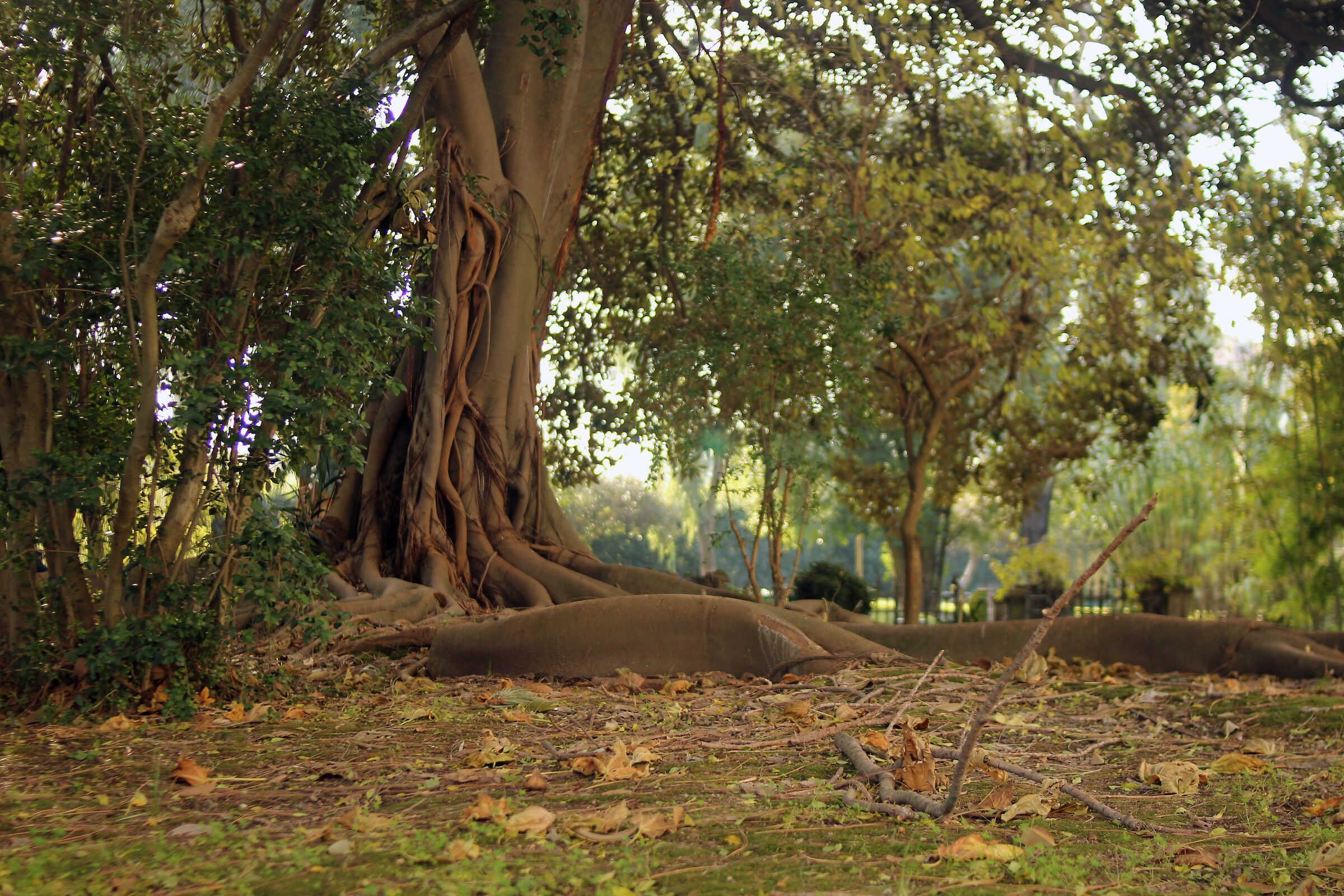 Orto Botanico - Albero Secolare