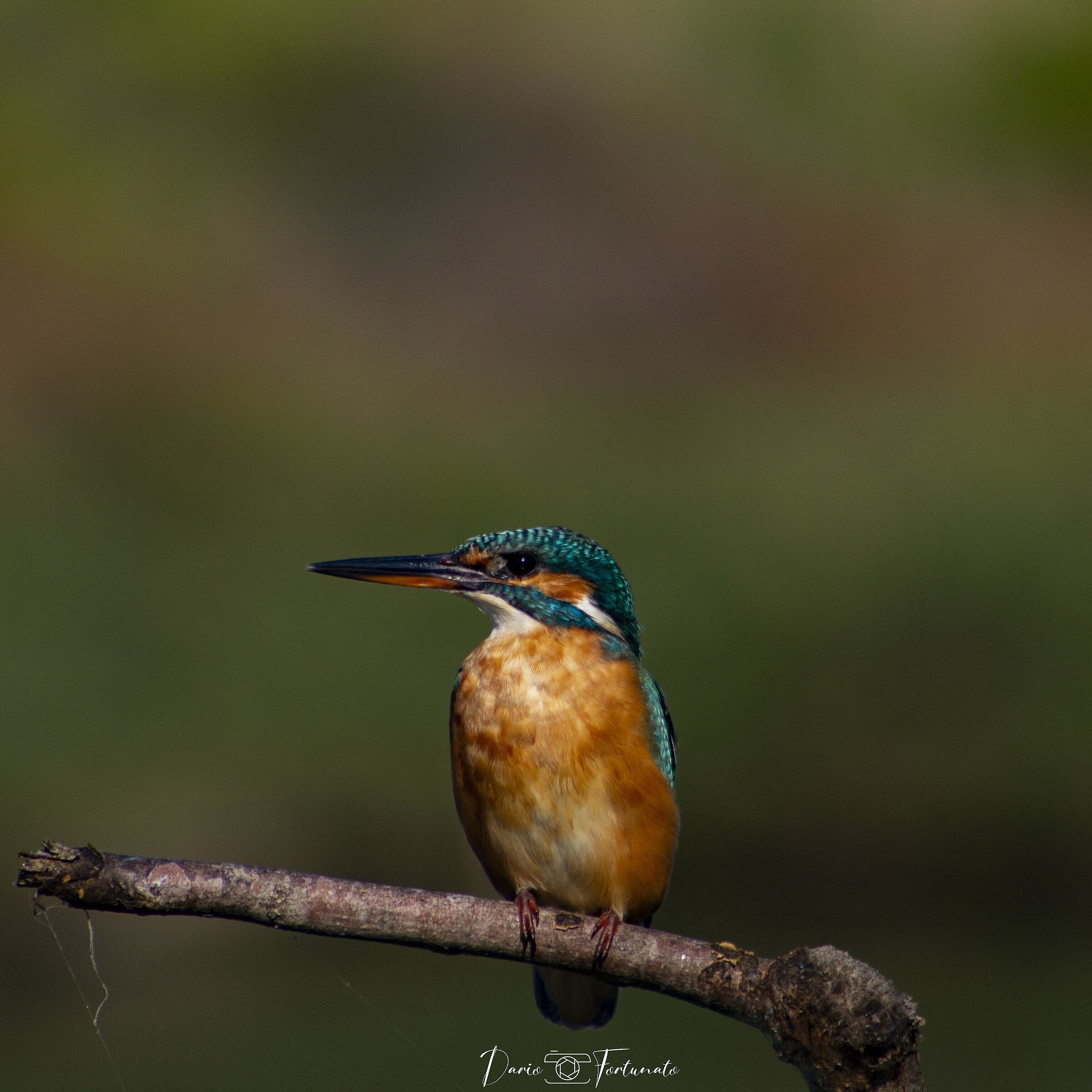 Kingfisher