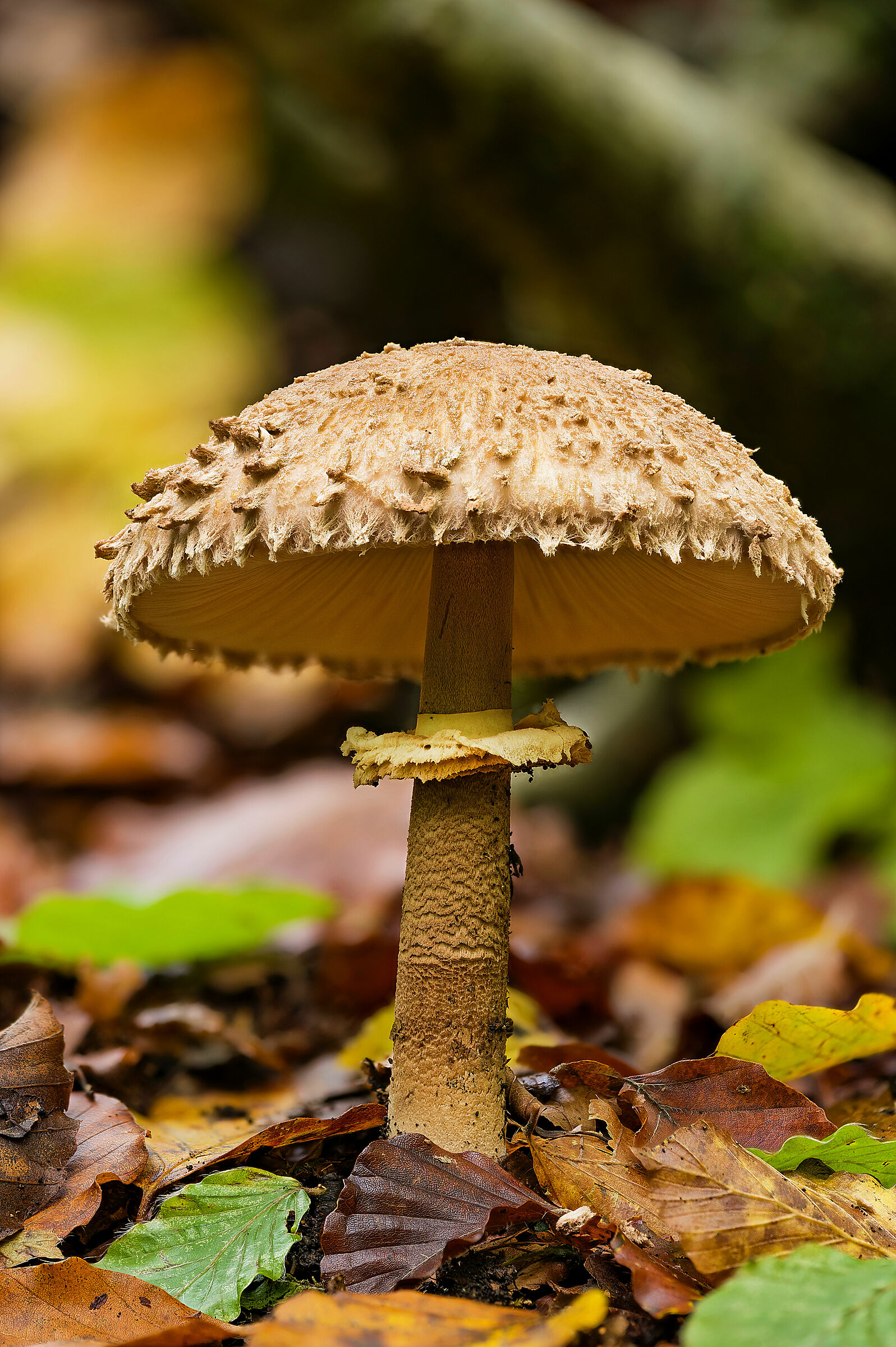 Procer's macrolepile