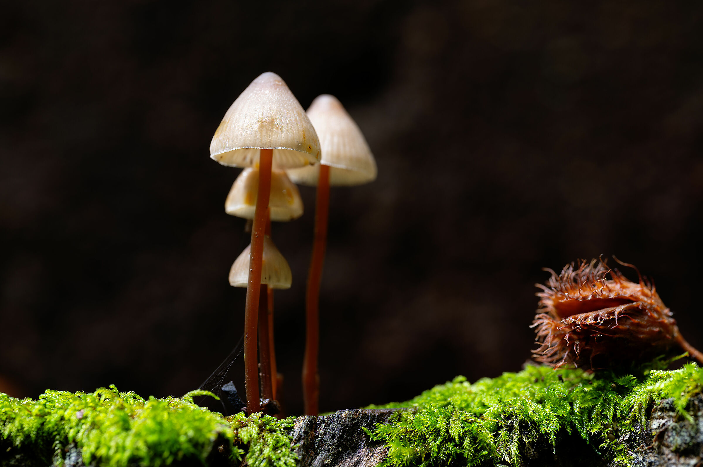 Mushrooms vs Beechnuts