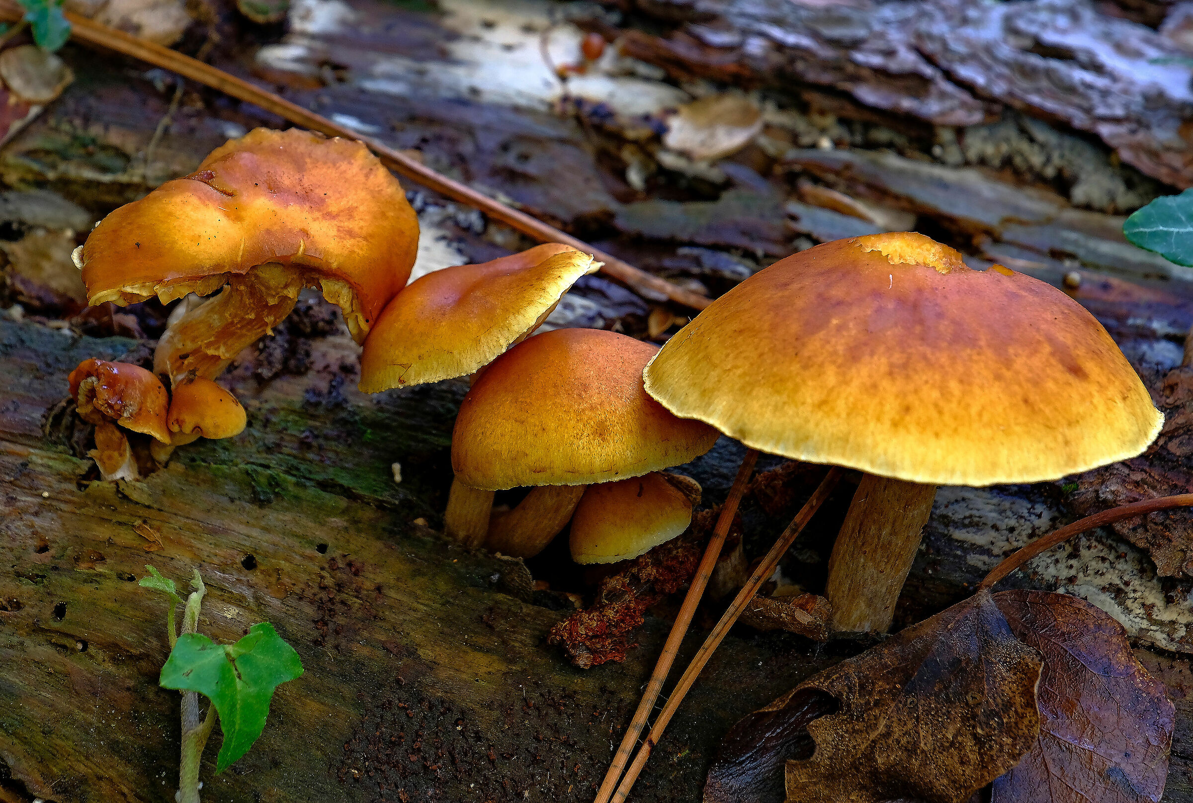 Colori nel bosco d'autunno.