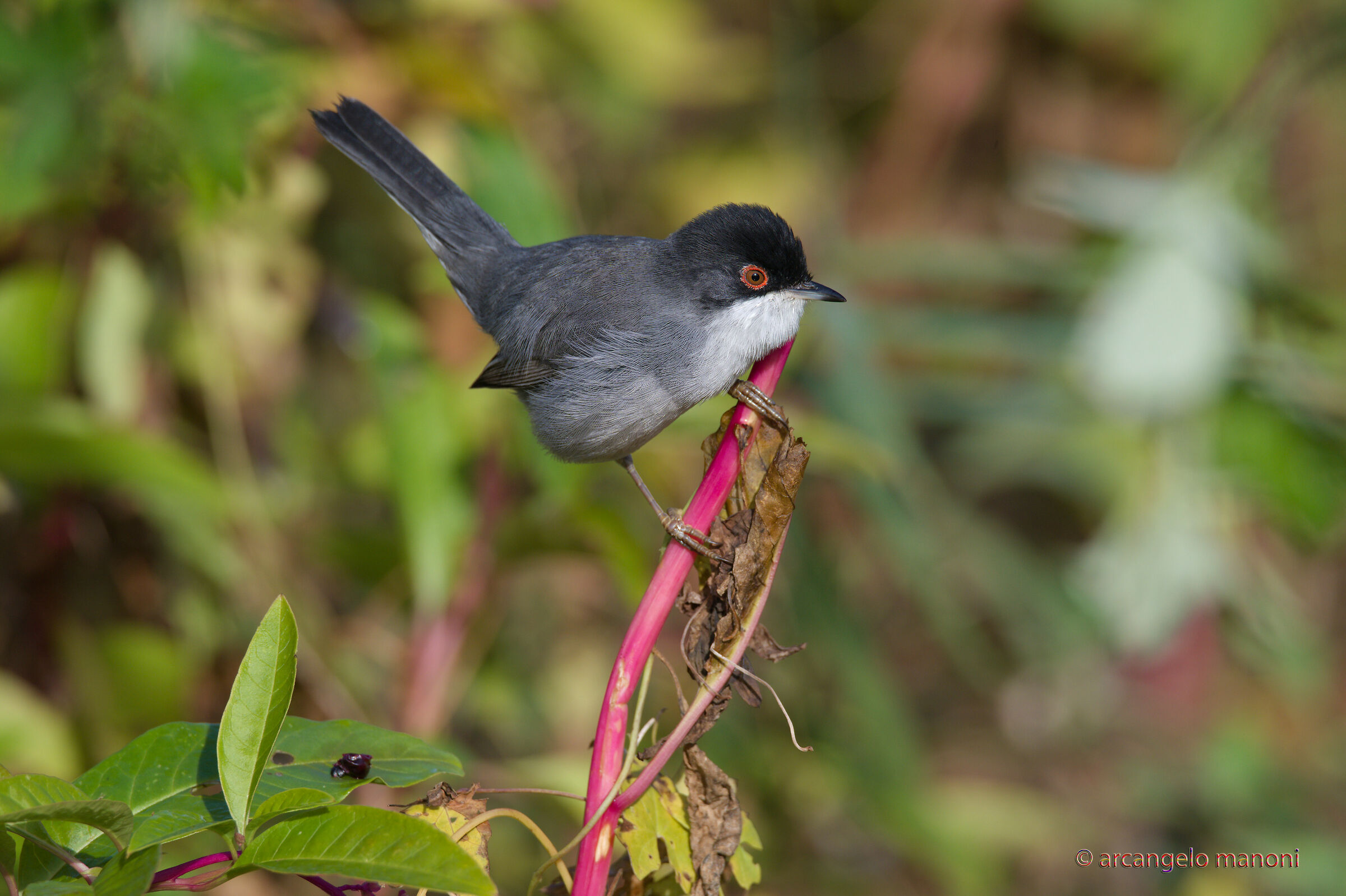 The Leprechaxie of the Moors: Male Wink