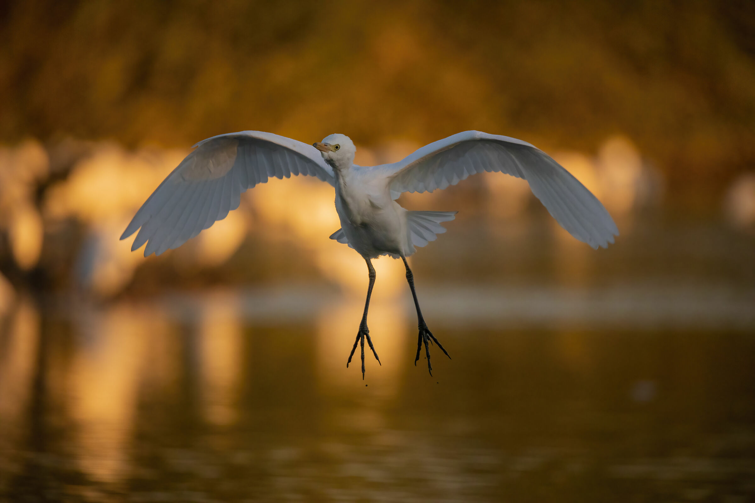 The Flight, Guardabuoi Heron