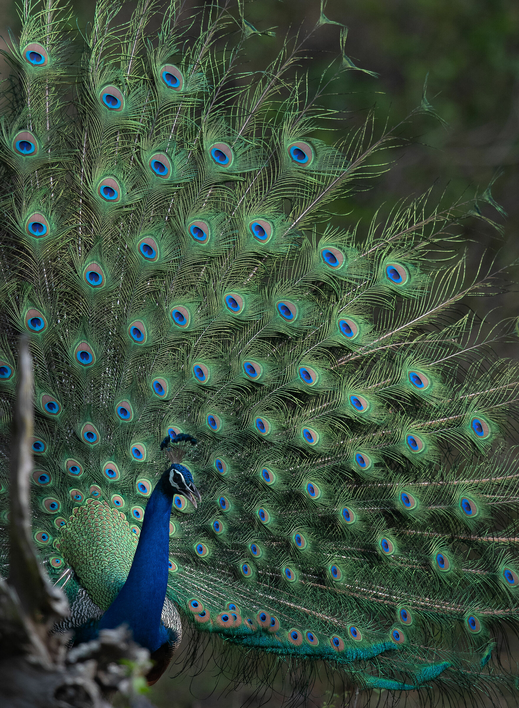 Peacock