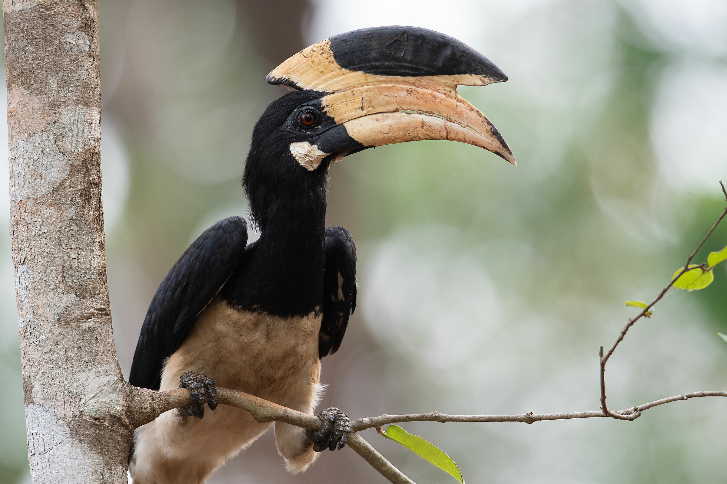 Malabar Pied Hornbill
