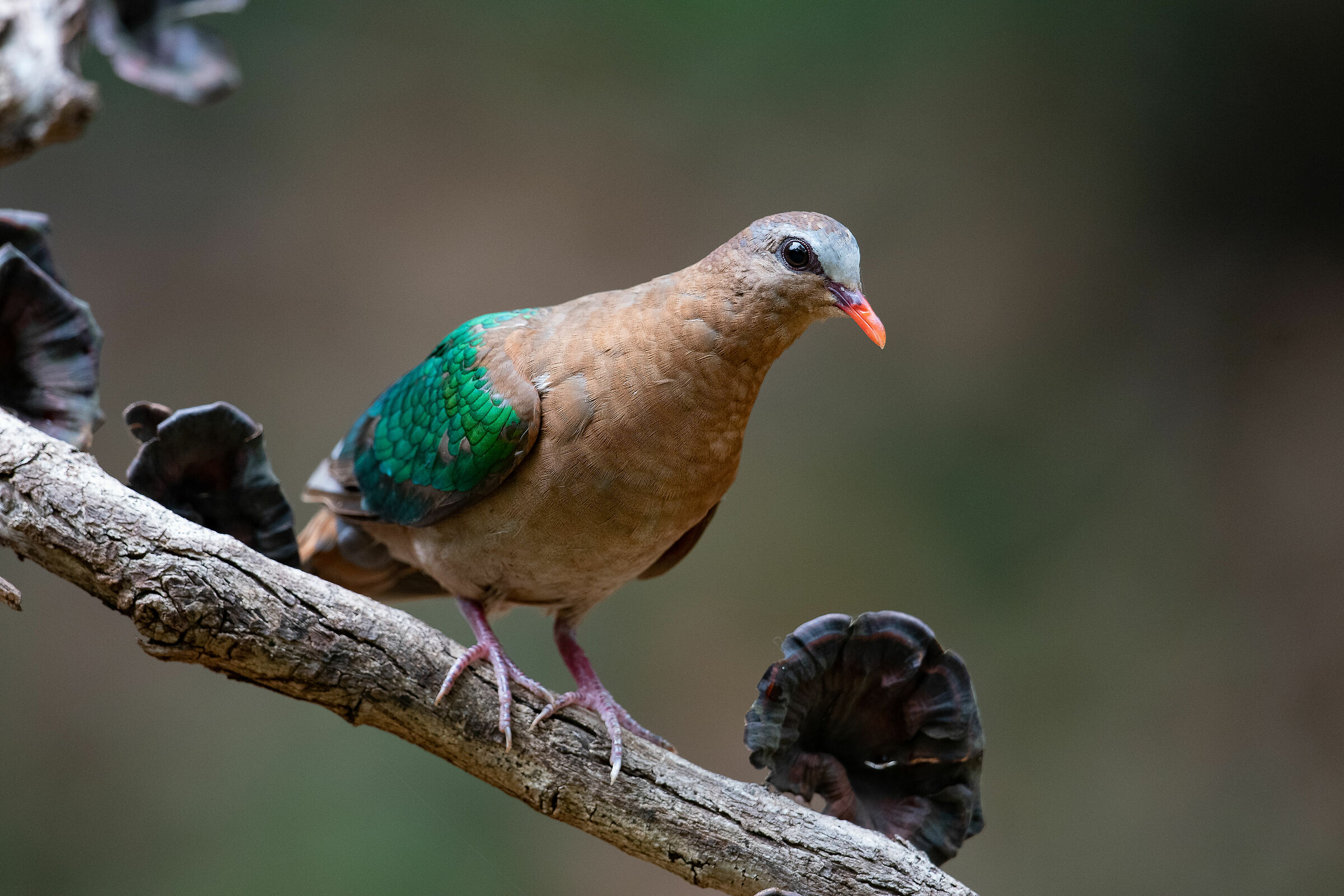 Emerald dove