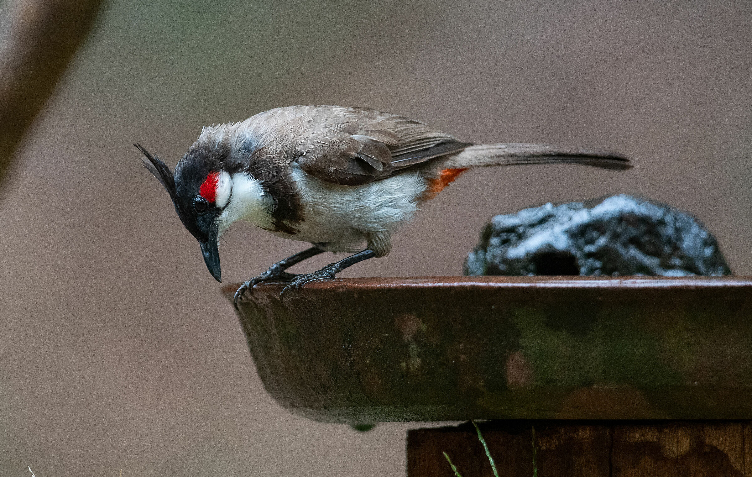 Red-whiskered Bulbul