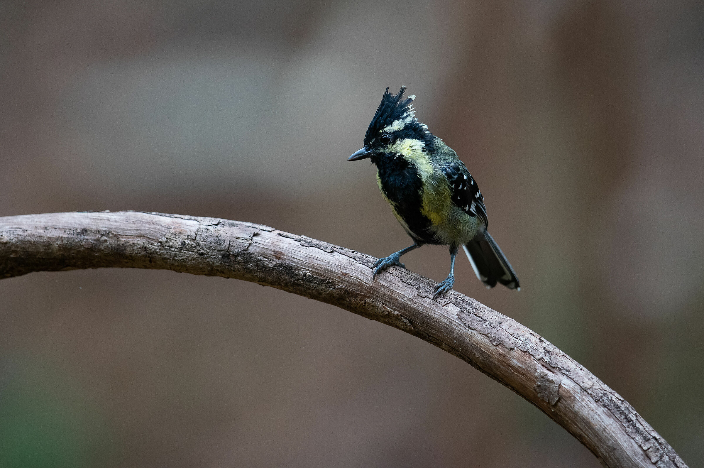 Black-lored Tit
