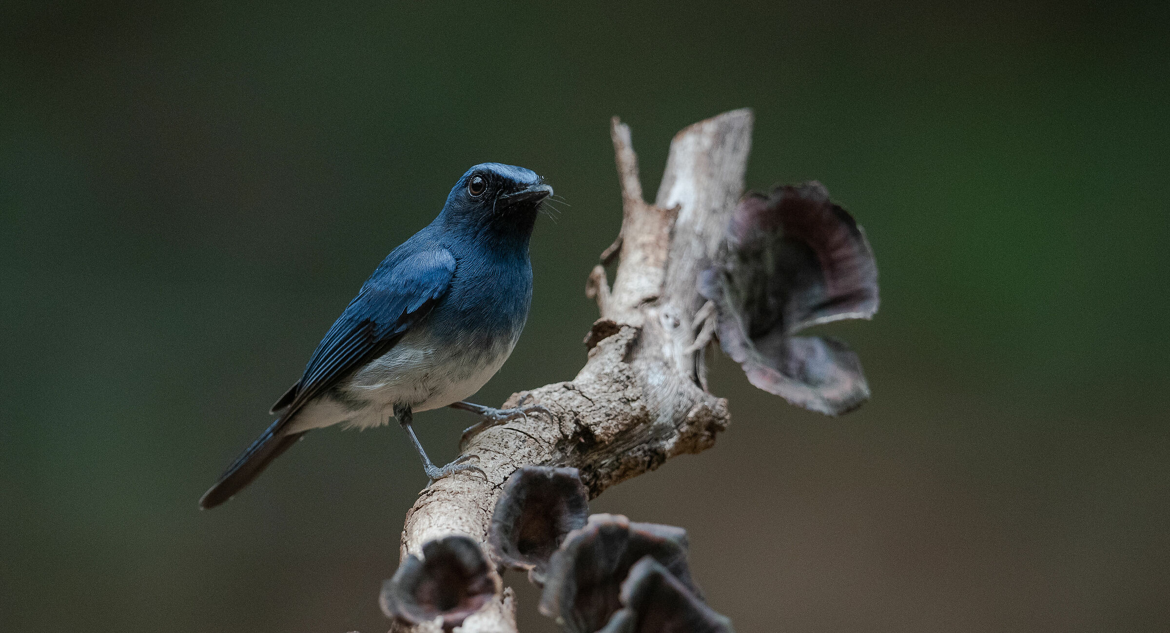 White-bellied Blue Flycatcher