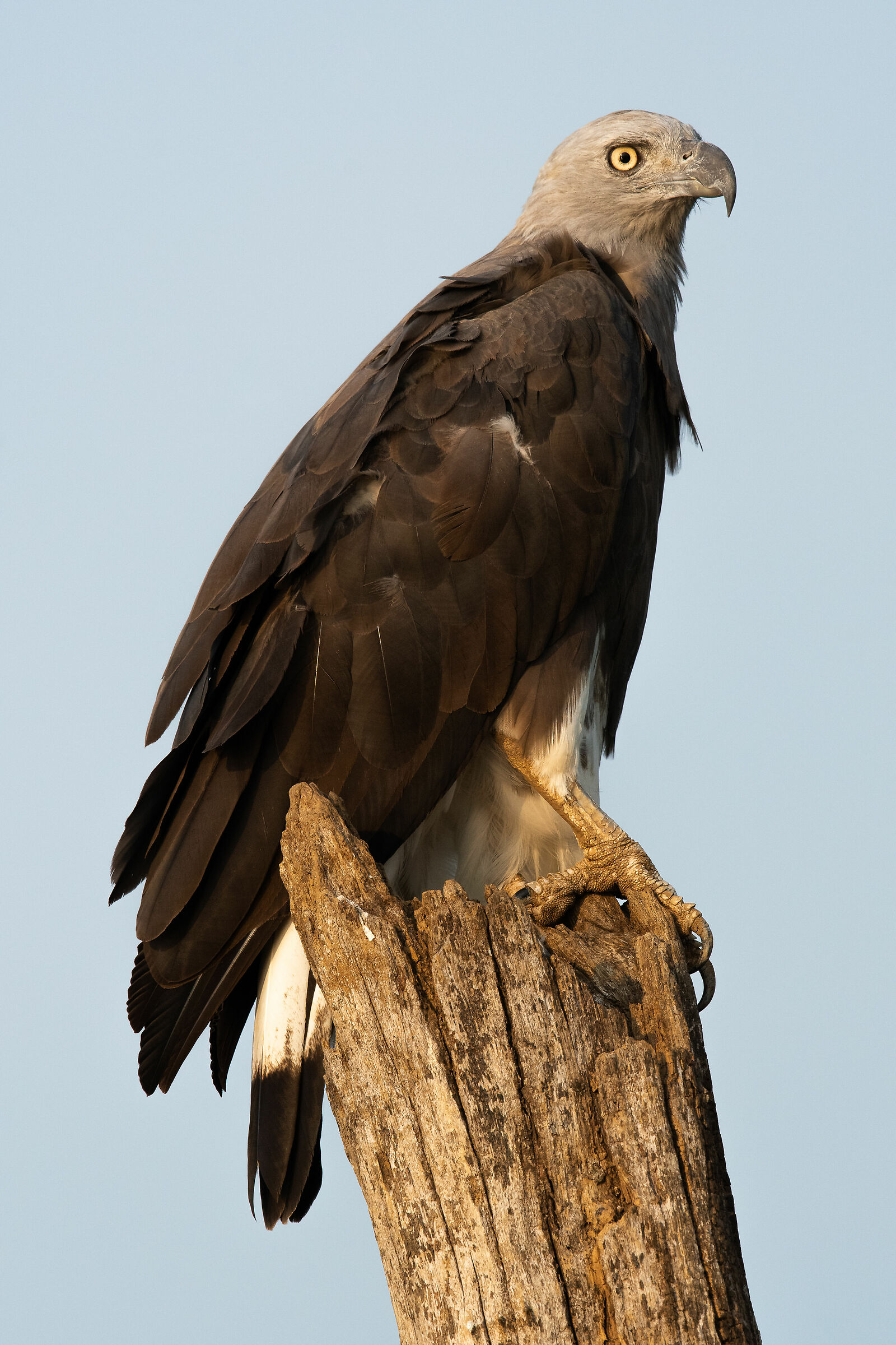 Grey-headed Fish Eagle