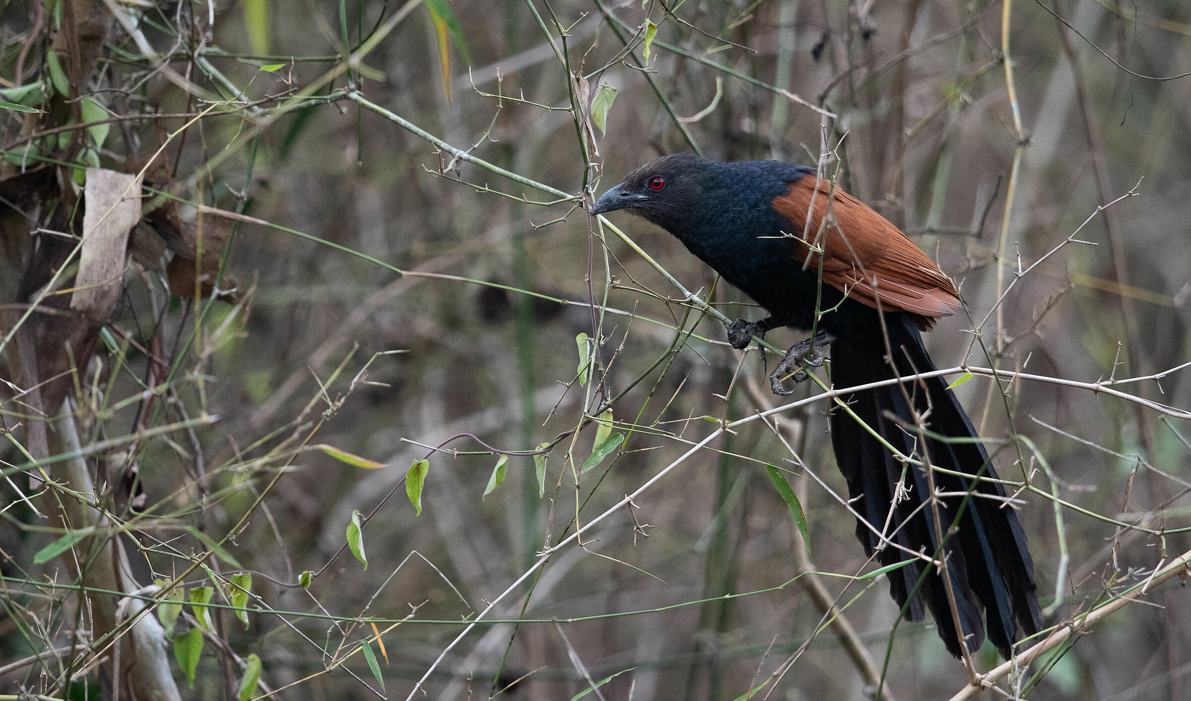 Greater Coucal