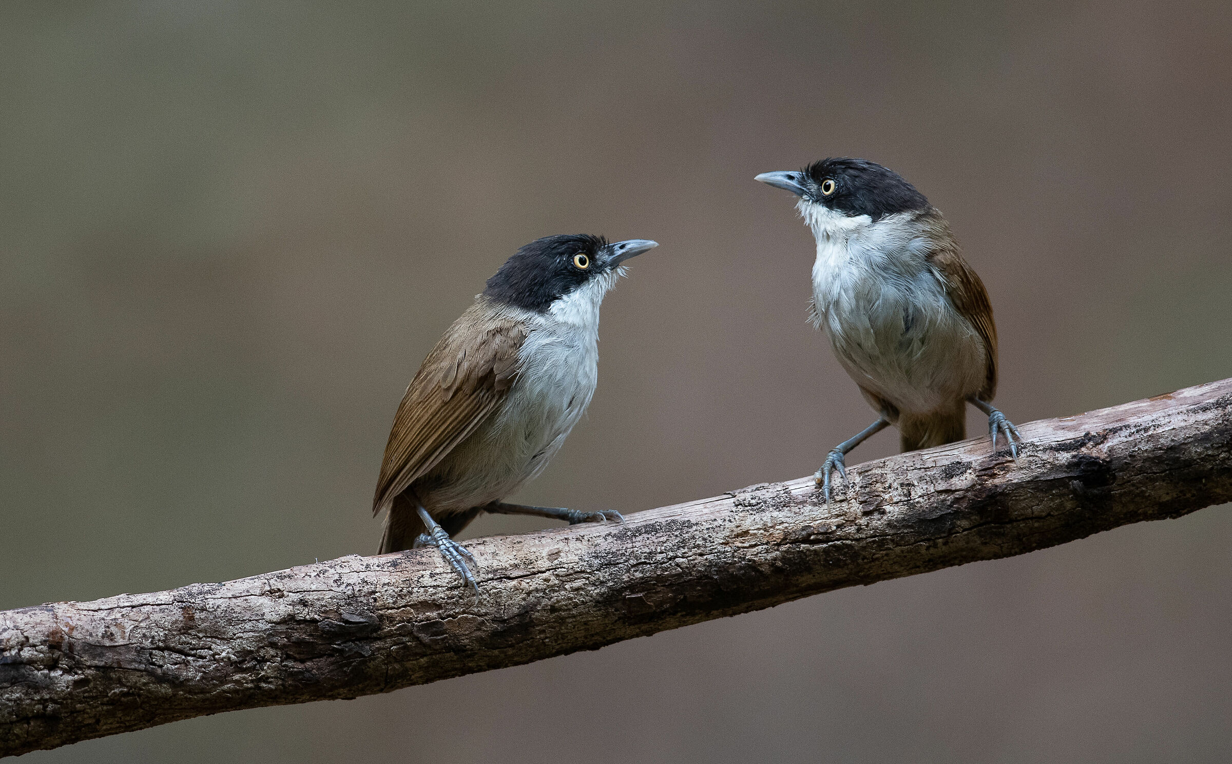 Dark-fronted Babbler