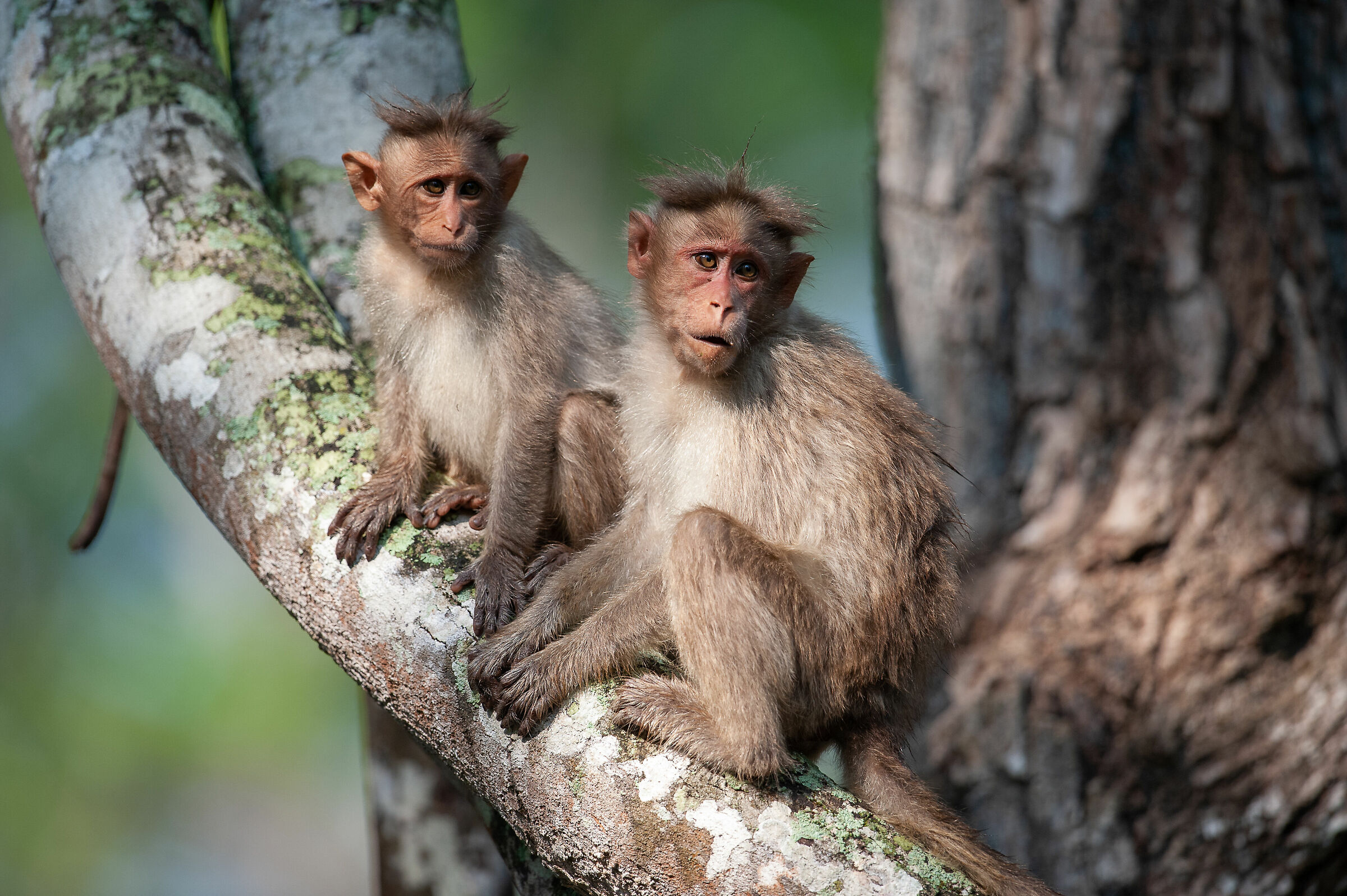 Bonnet Macaque