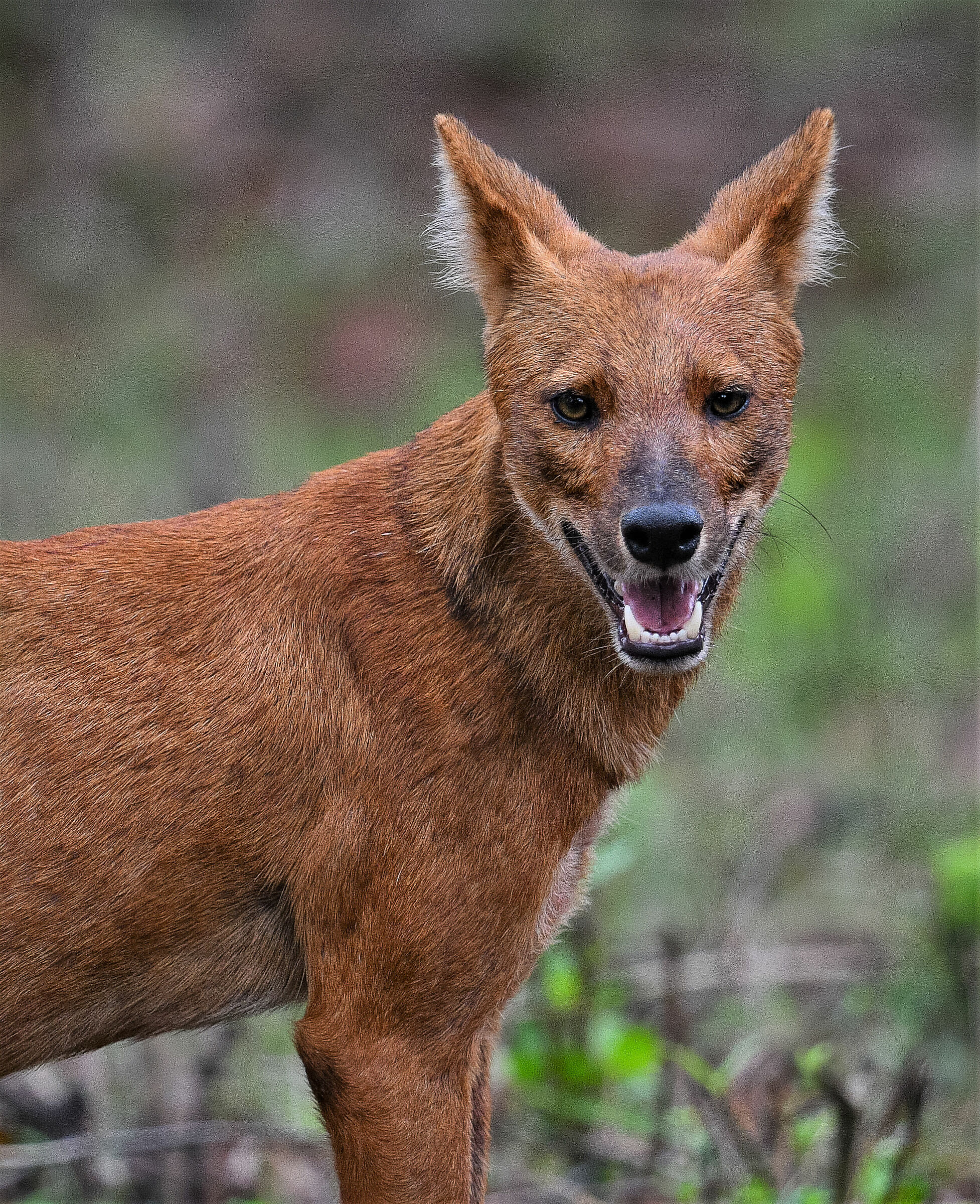 Asiatic Wild Dog (Dhole)