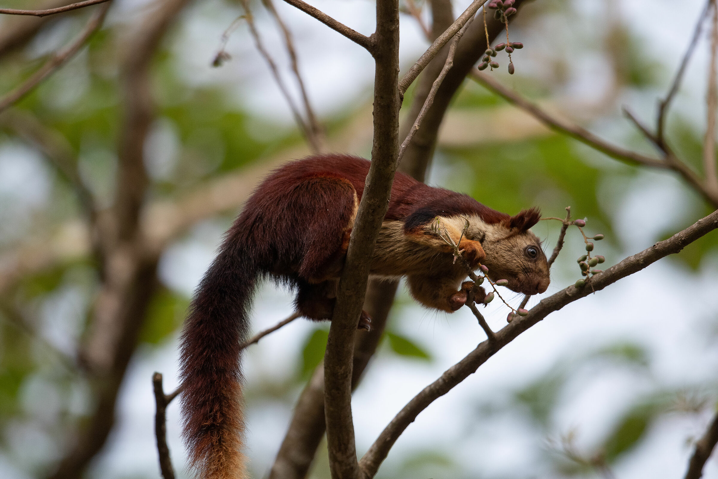 Indian giant squirrel