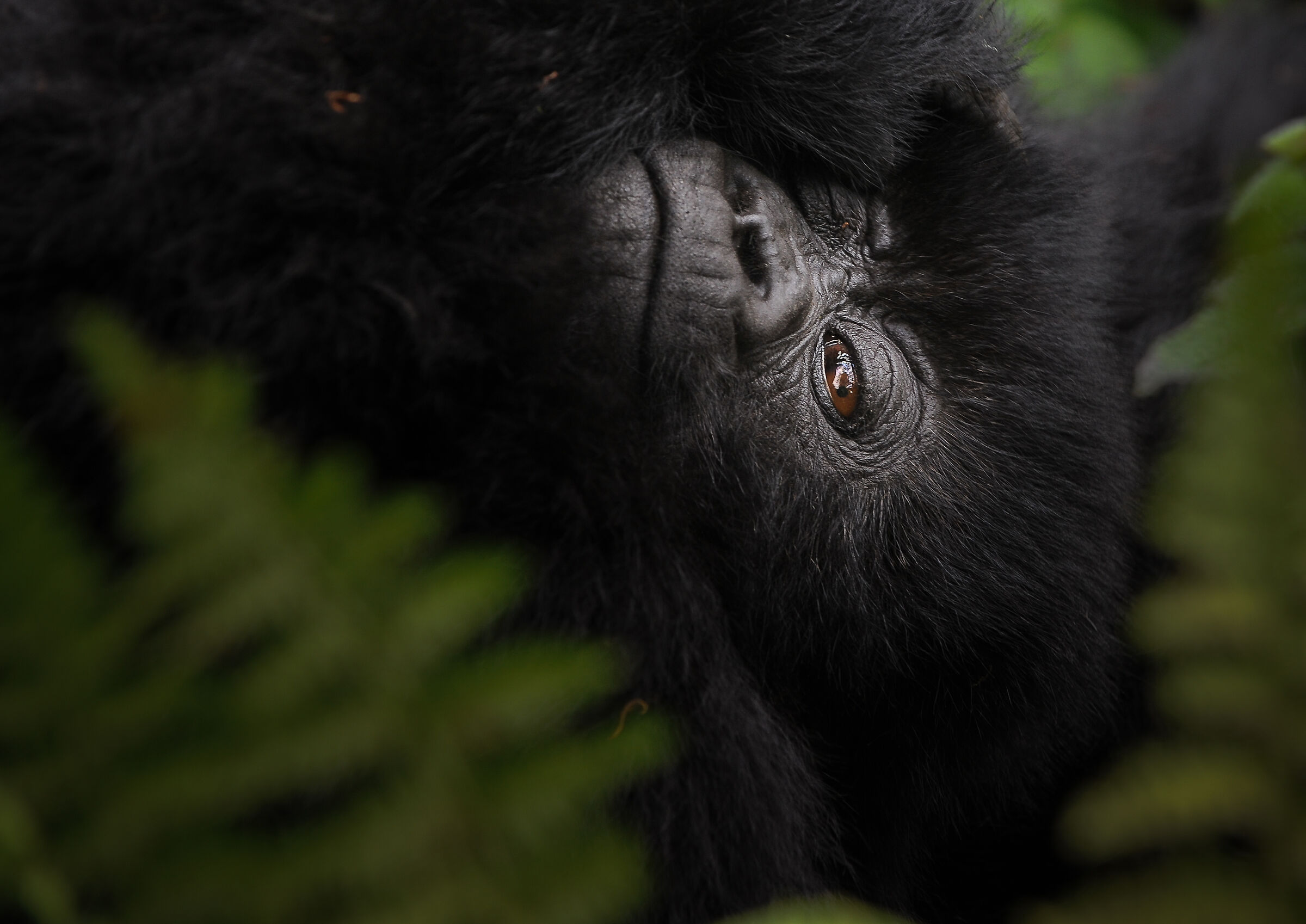 Mountain Gorilla