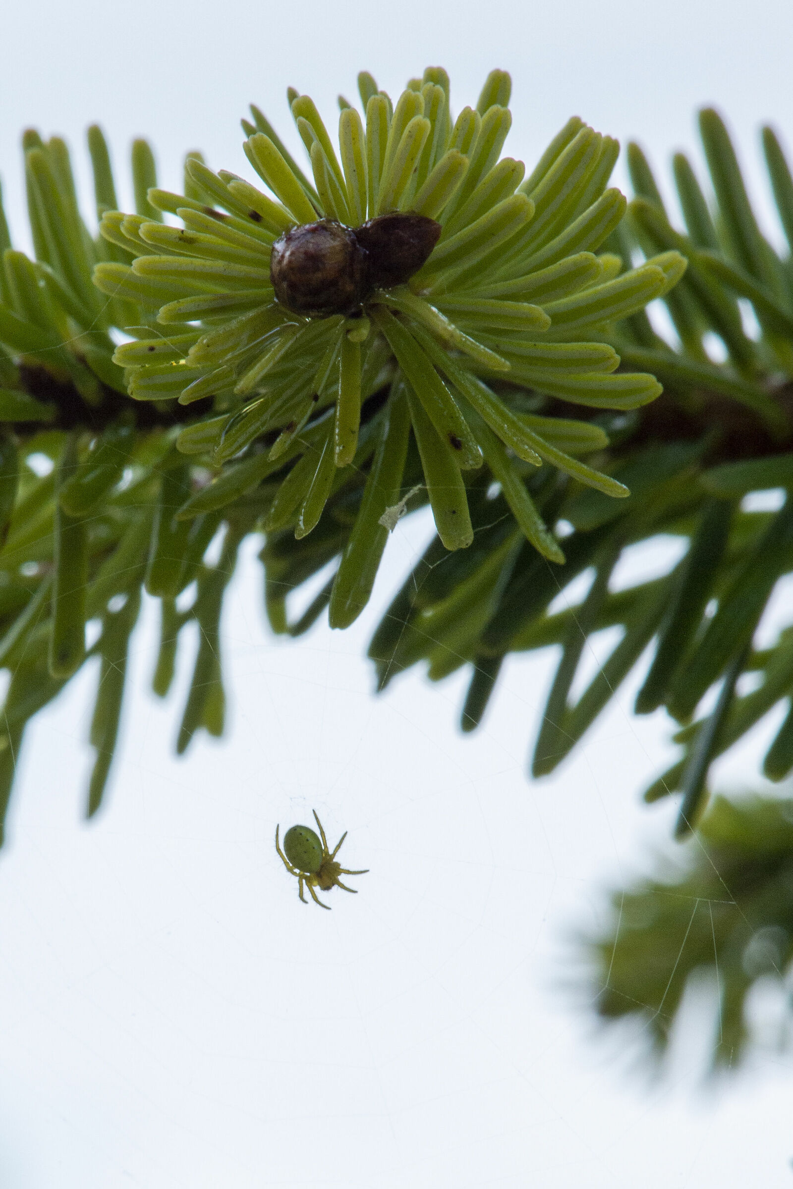 Il piccolo ragnetto.