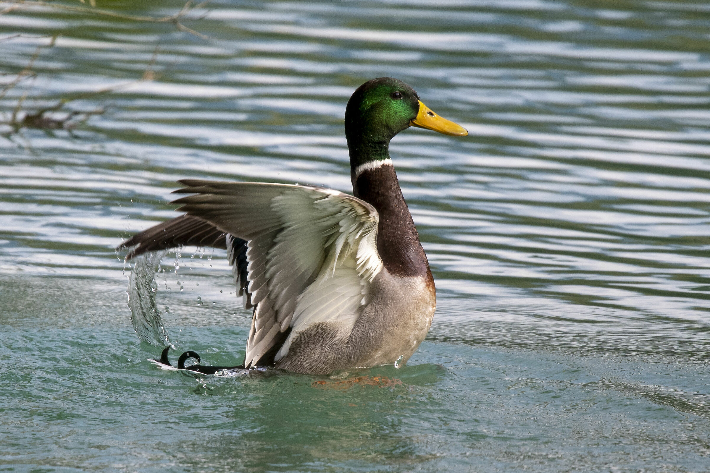 Mallard