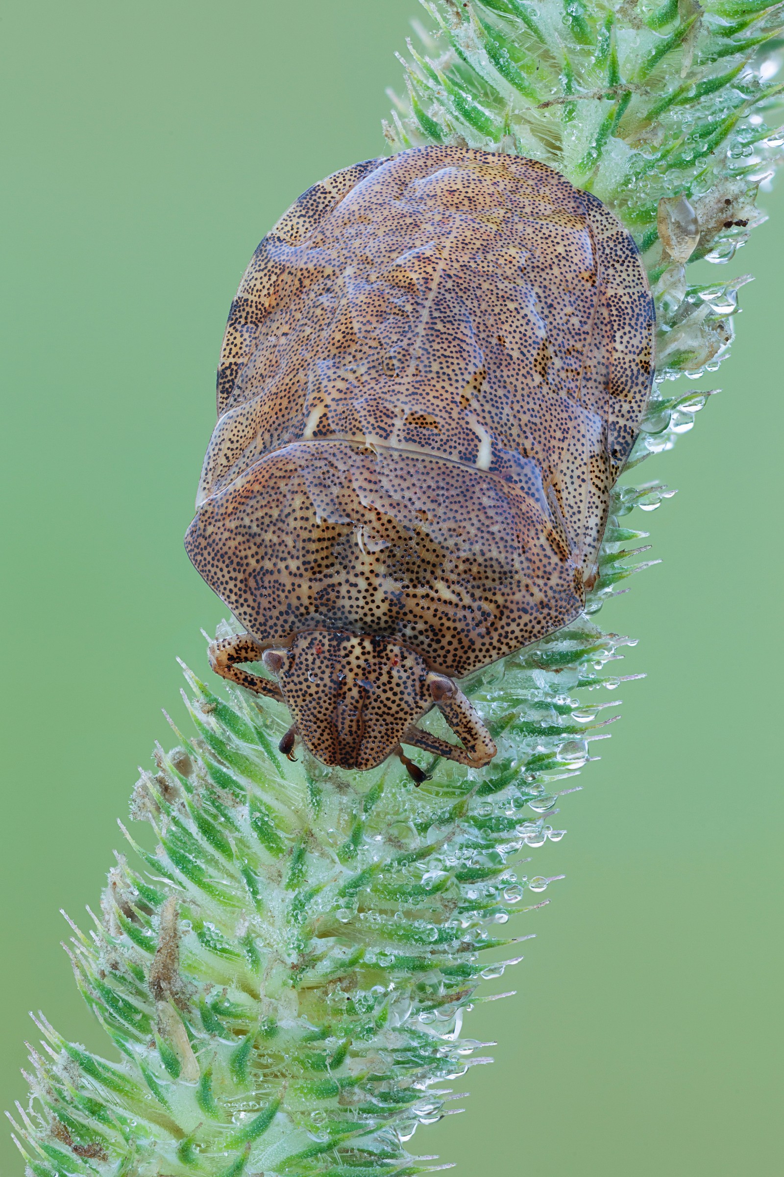 Eurygaster maura