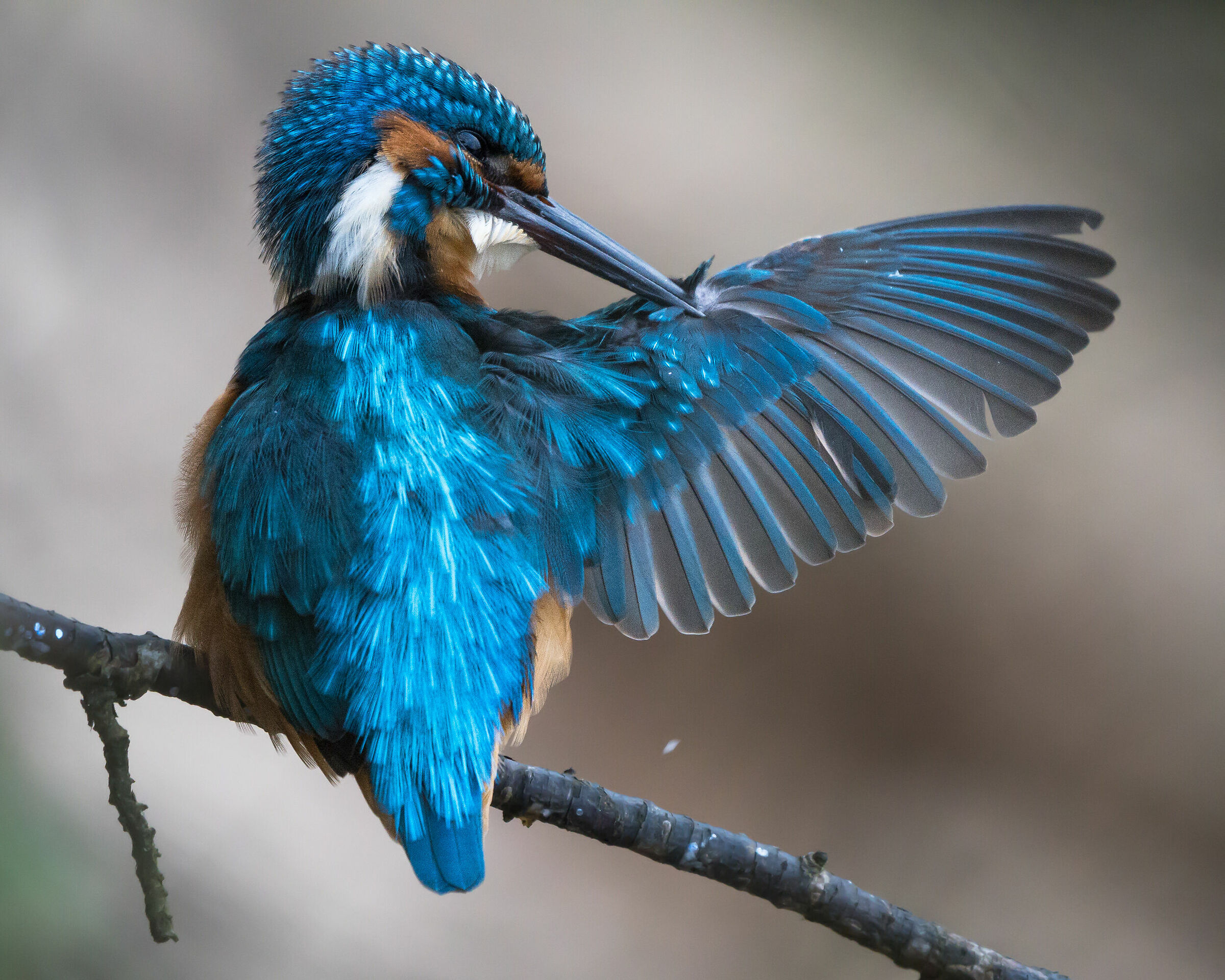 Common kingfisher (Alcedo atthis)