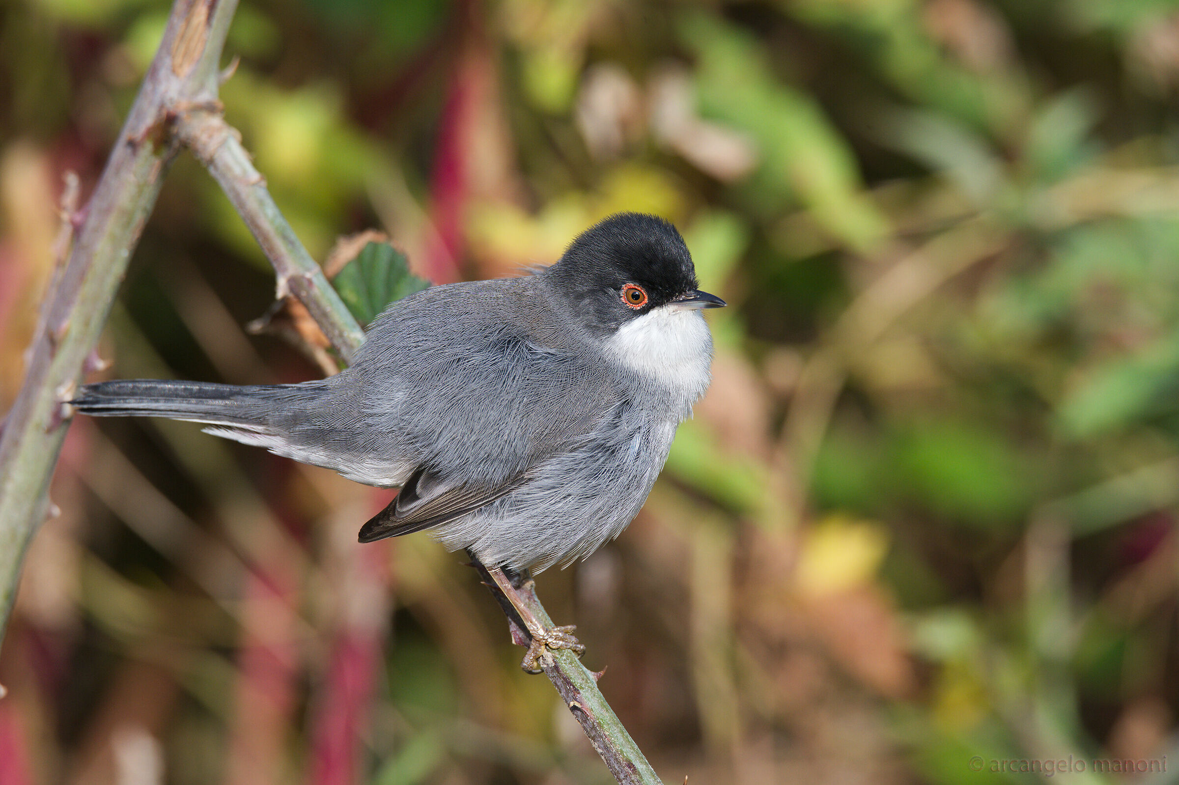 A cooked eye not to be forgotten