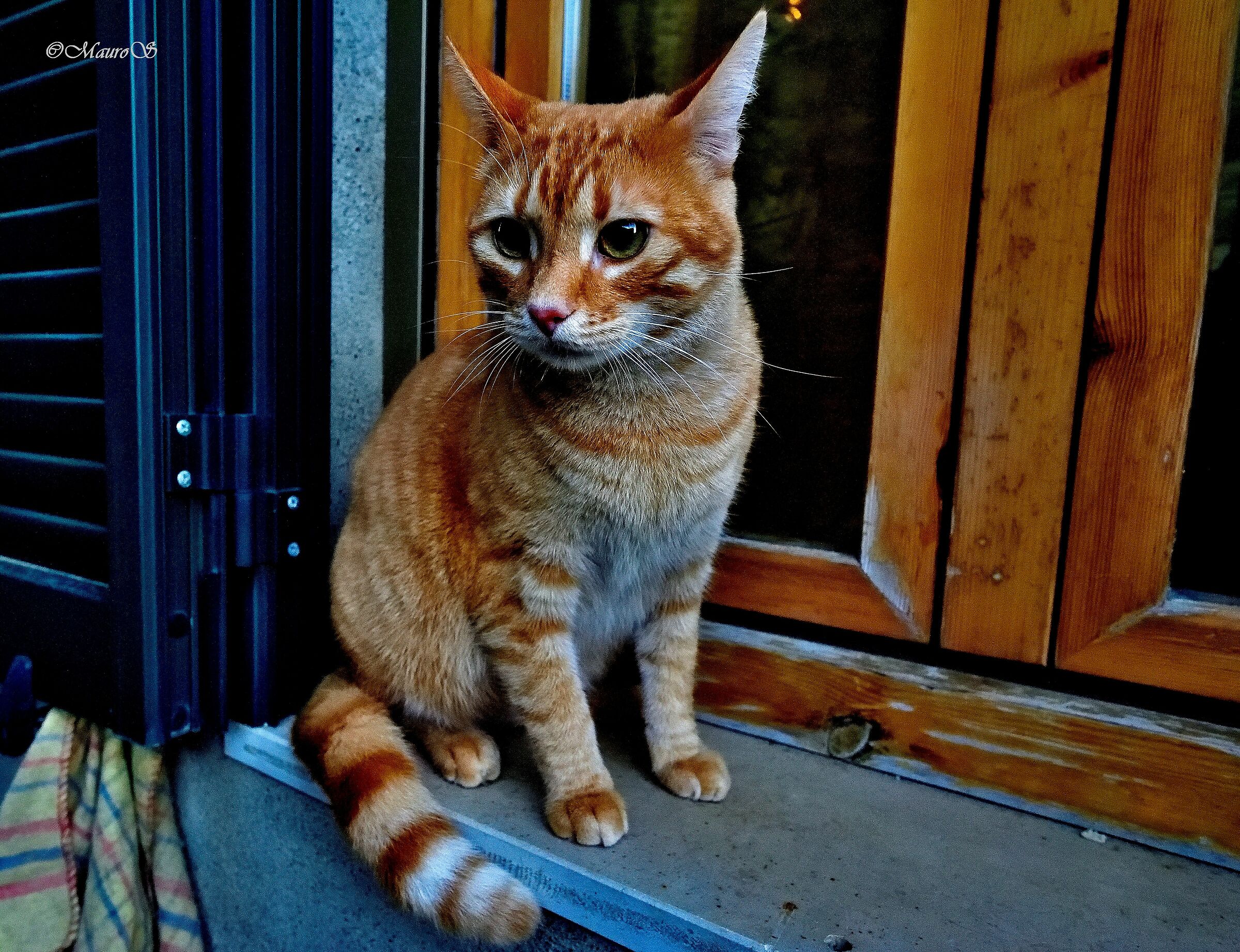on the windowsnzal