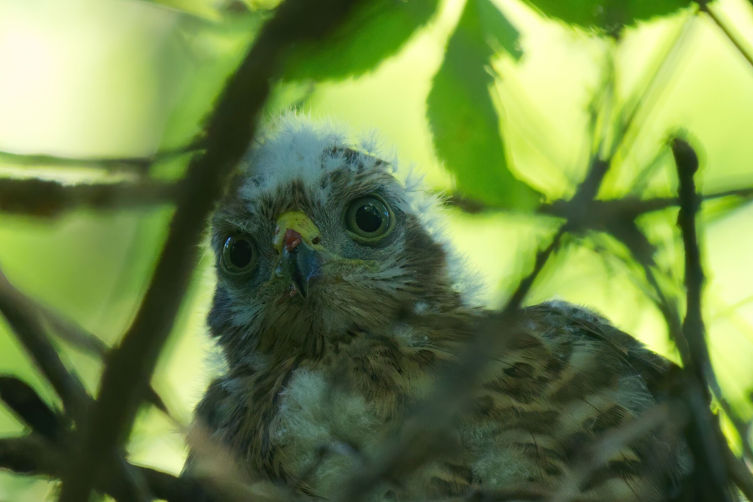 Piccolo sparviere nel nido