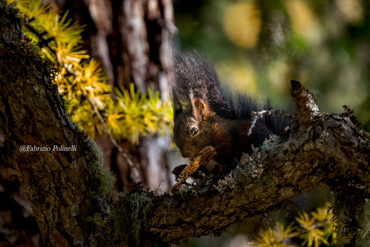 Red squirrel