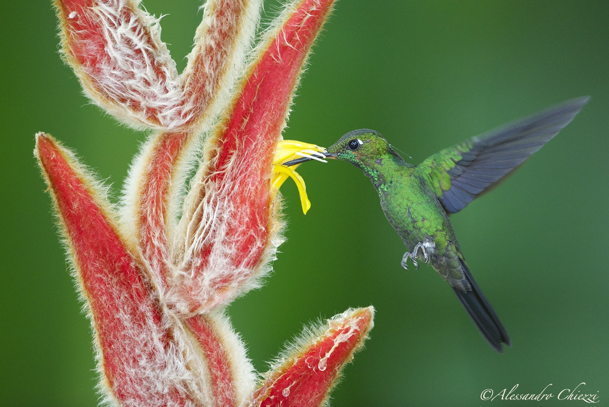 Colibri diamond crown green