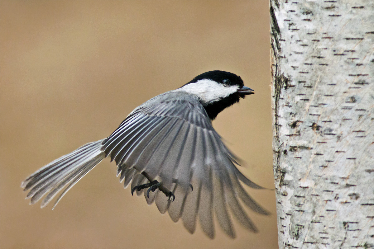 Chickadee