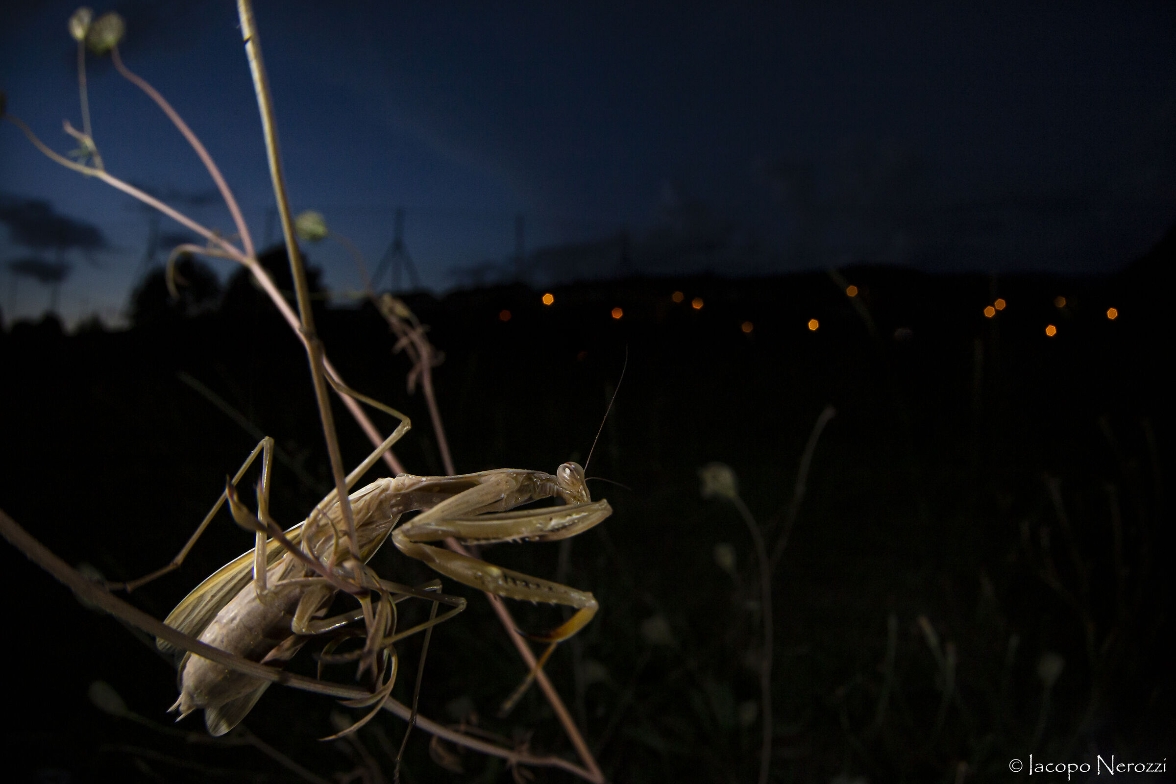 Prayer in the night