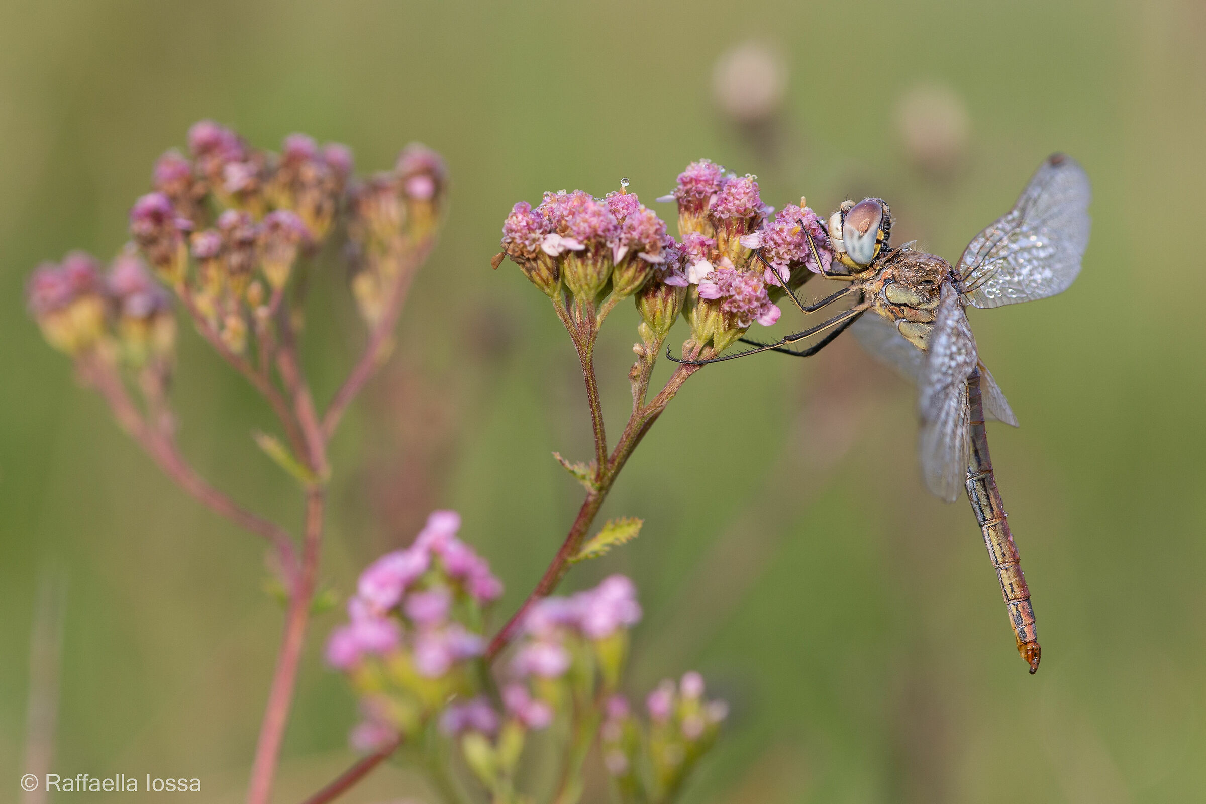 Sympetrum