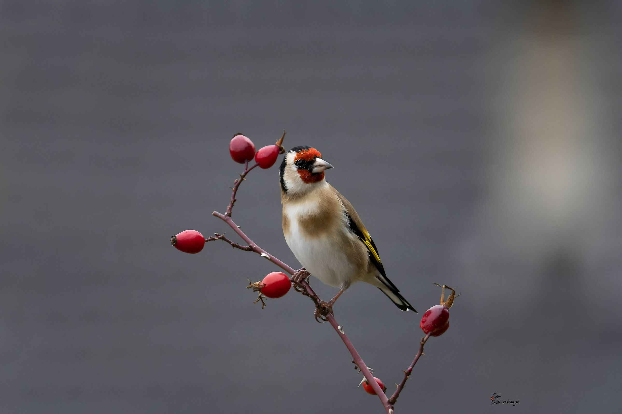 The Autumn Goldfinch
