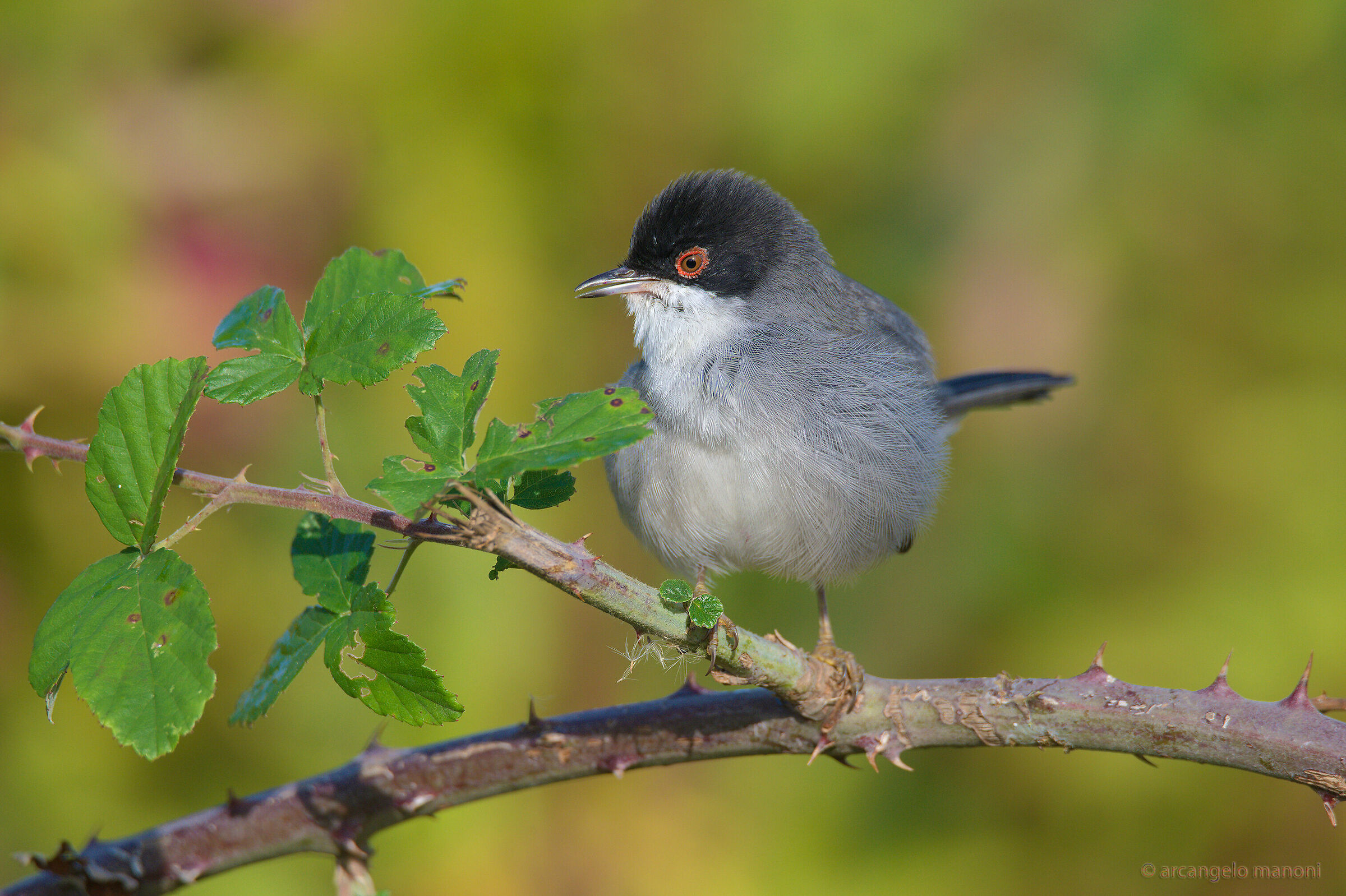 The Bramble Bird: Occhiocotto