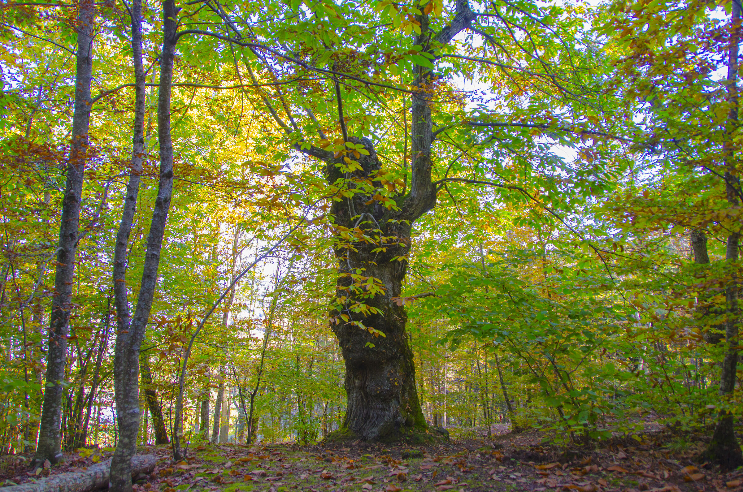 Vecchi saggi del bosco