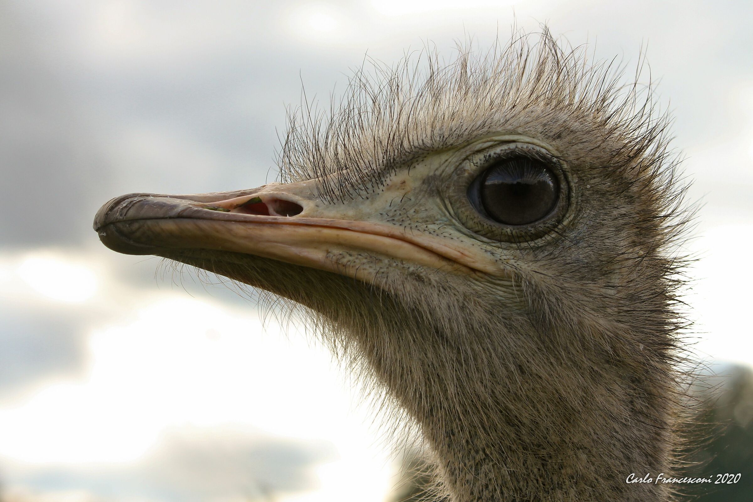 struzzo che vede lontano lontano