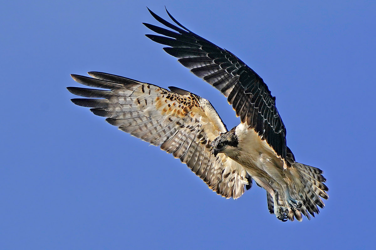 Osprey