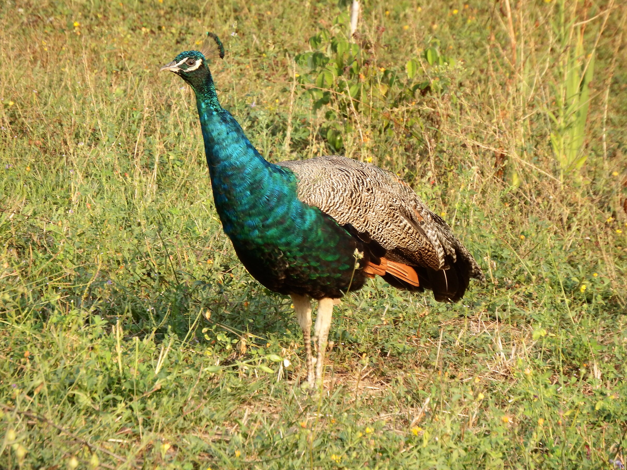 A peacock.