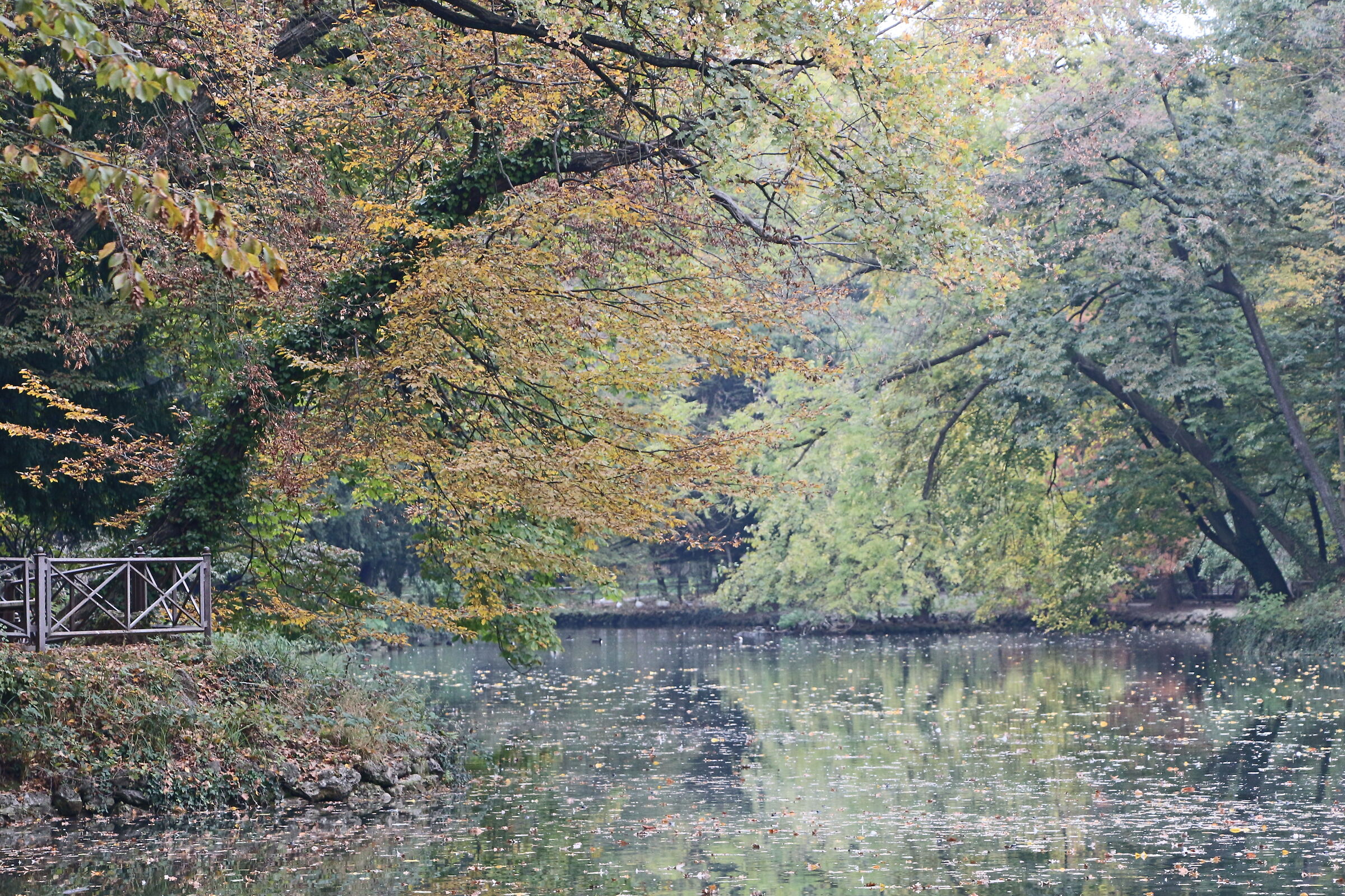 alberi sulle sponde del laghetto