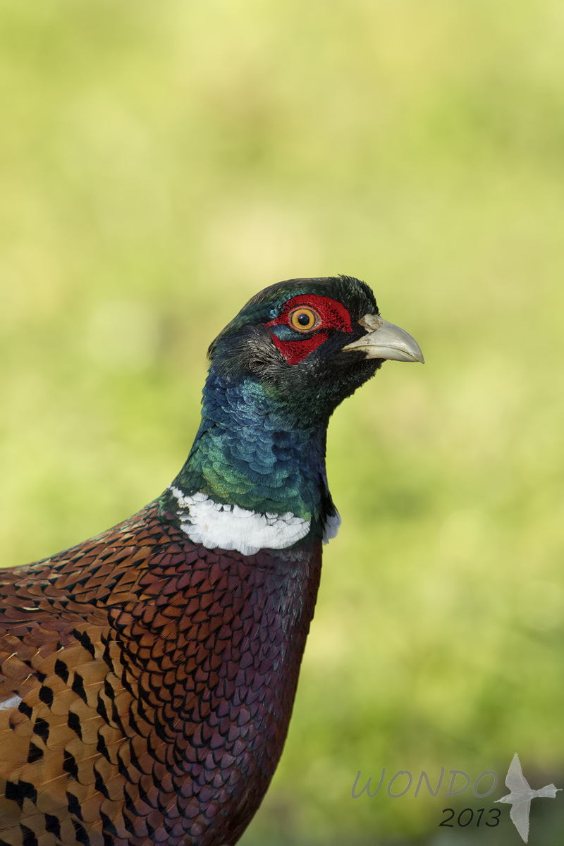 pheasant portrait